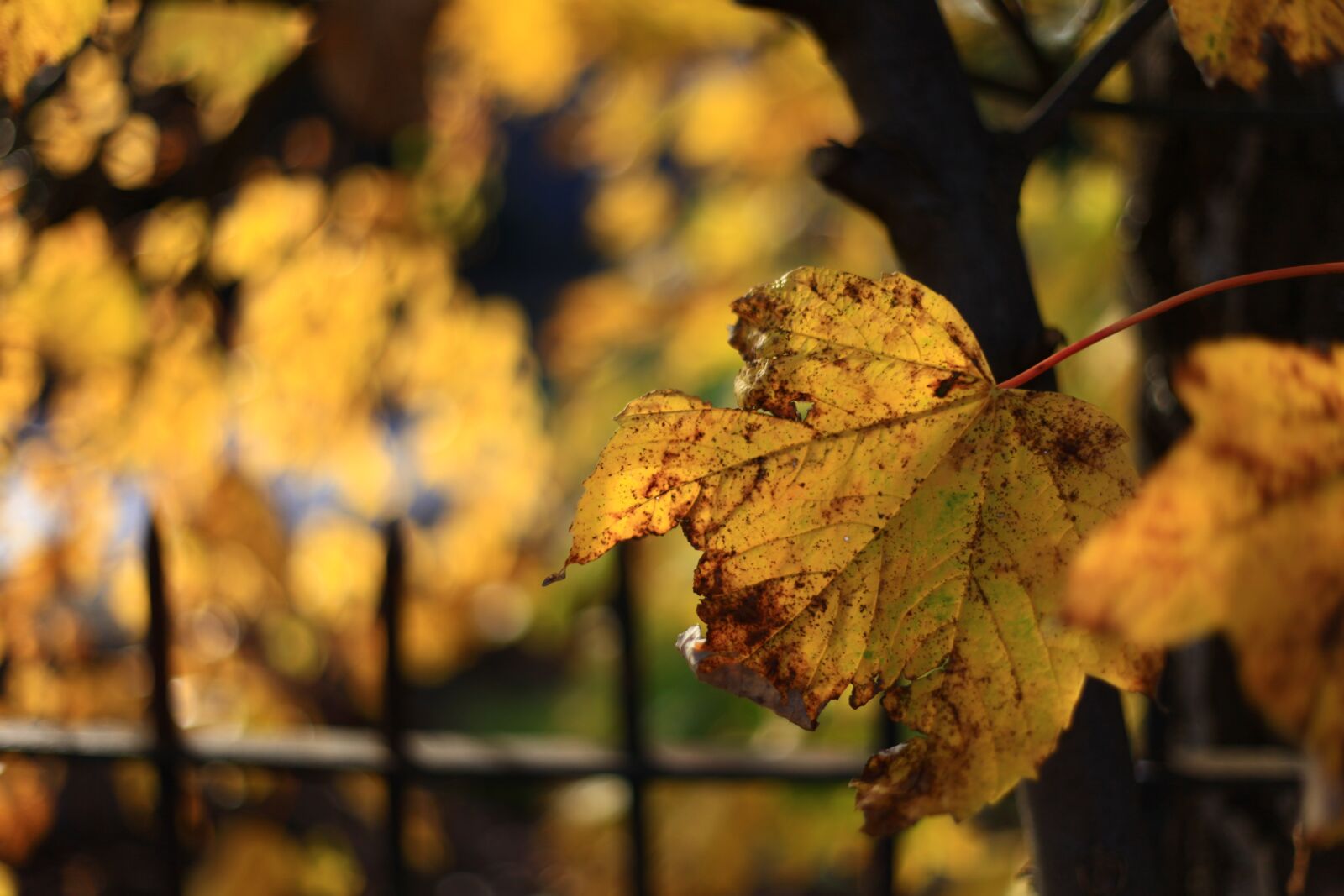 Canon EOS 5D Mark II sample photo. Leaf, fall, nature photography