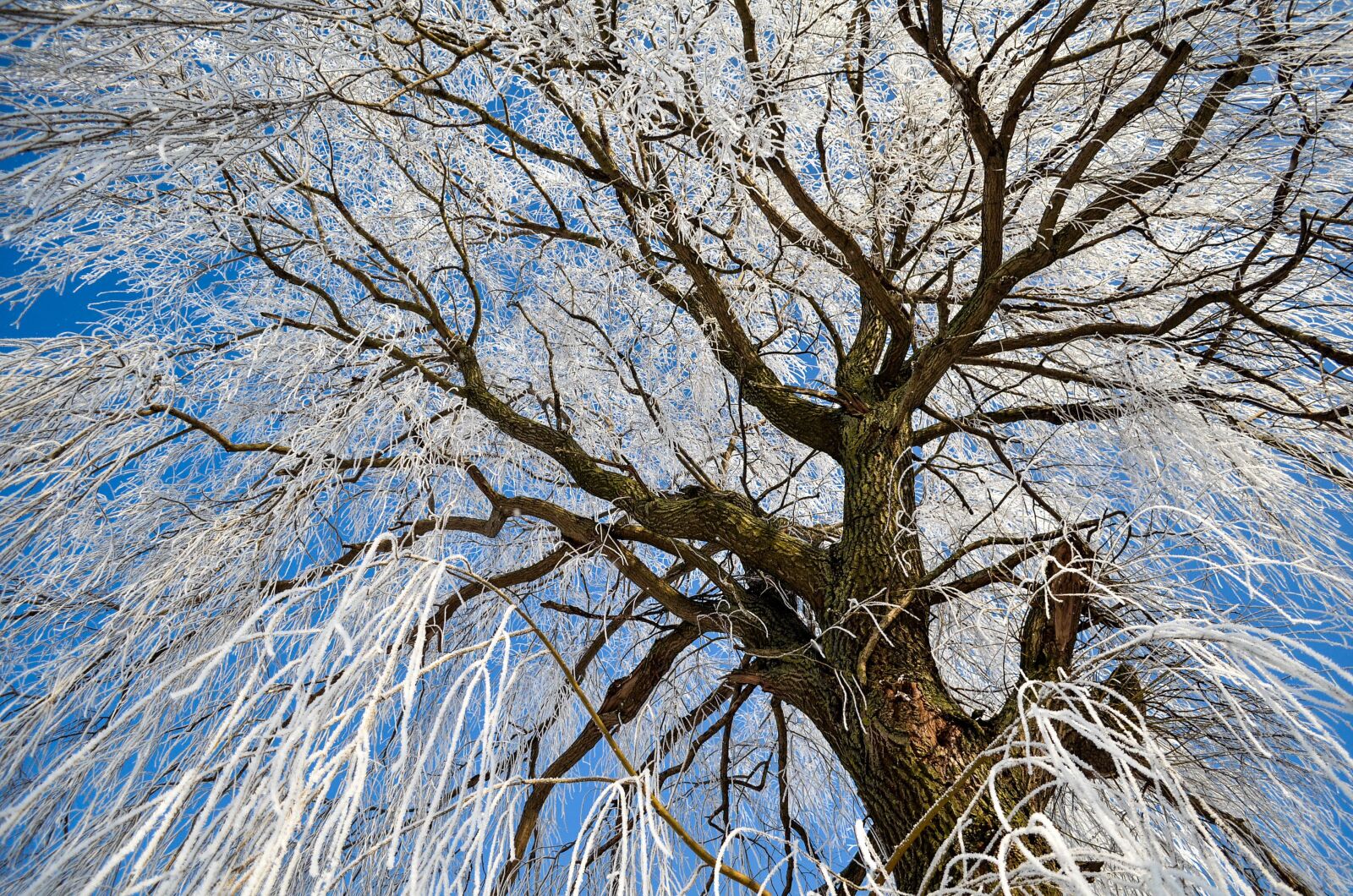 Nikon D5100 sample photo. Winter, tree, snow photography