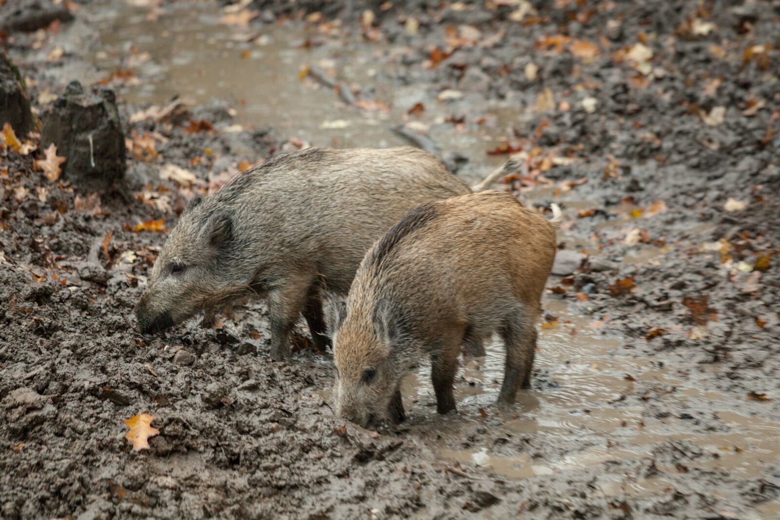 Canon EF 70-200mm F4L IS USM sample photo. Boar, autumn, rooting photography