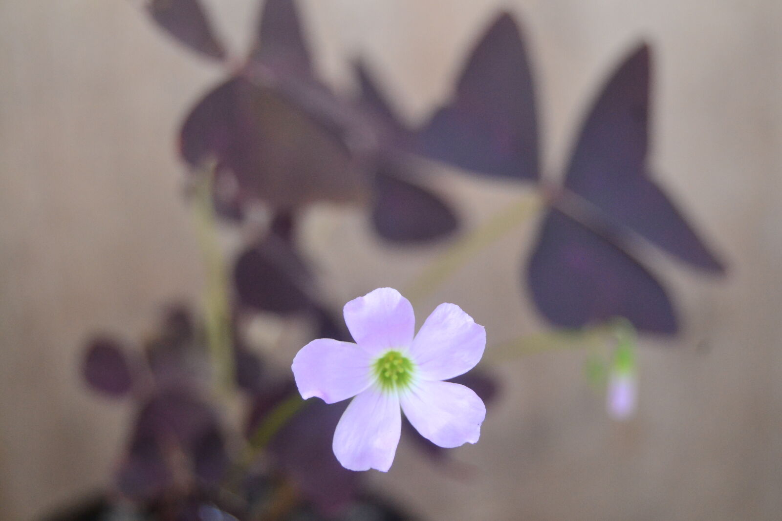 Nikon D3100 sample photo. Condongcatur, yogyakarta photography