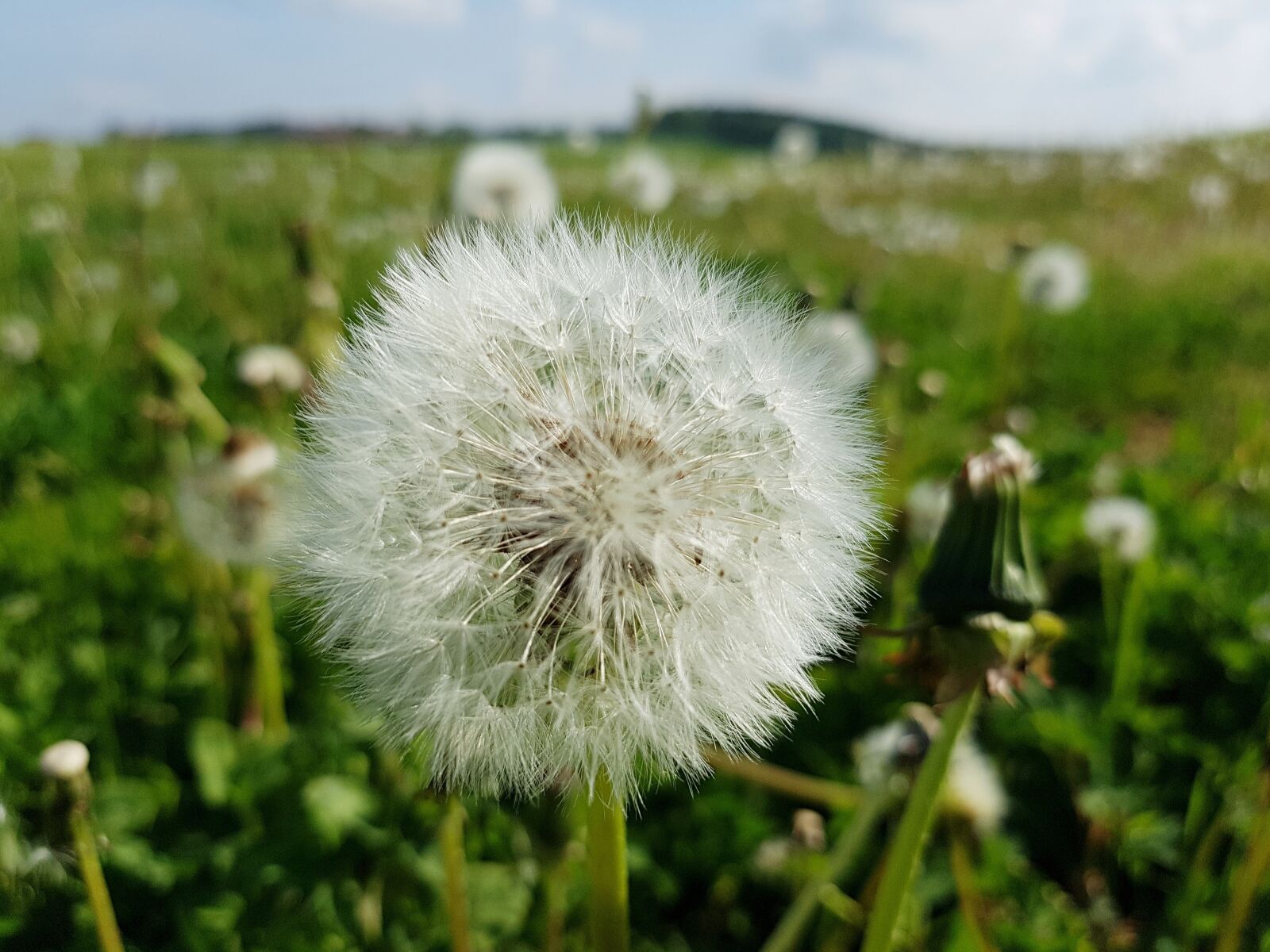Samsung Galaxy S7 Edge sample photo. Dandelion, meadow, green photography