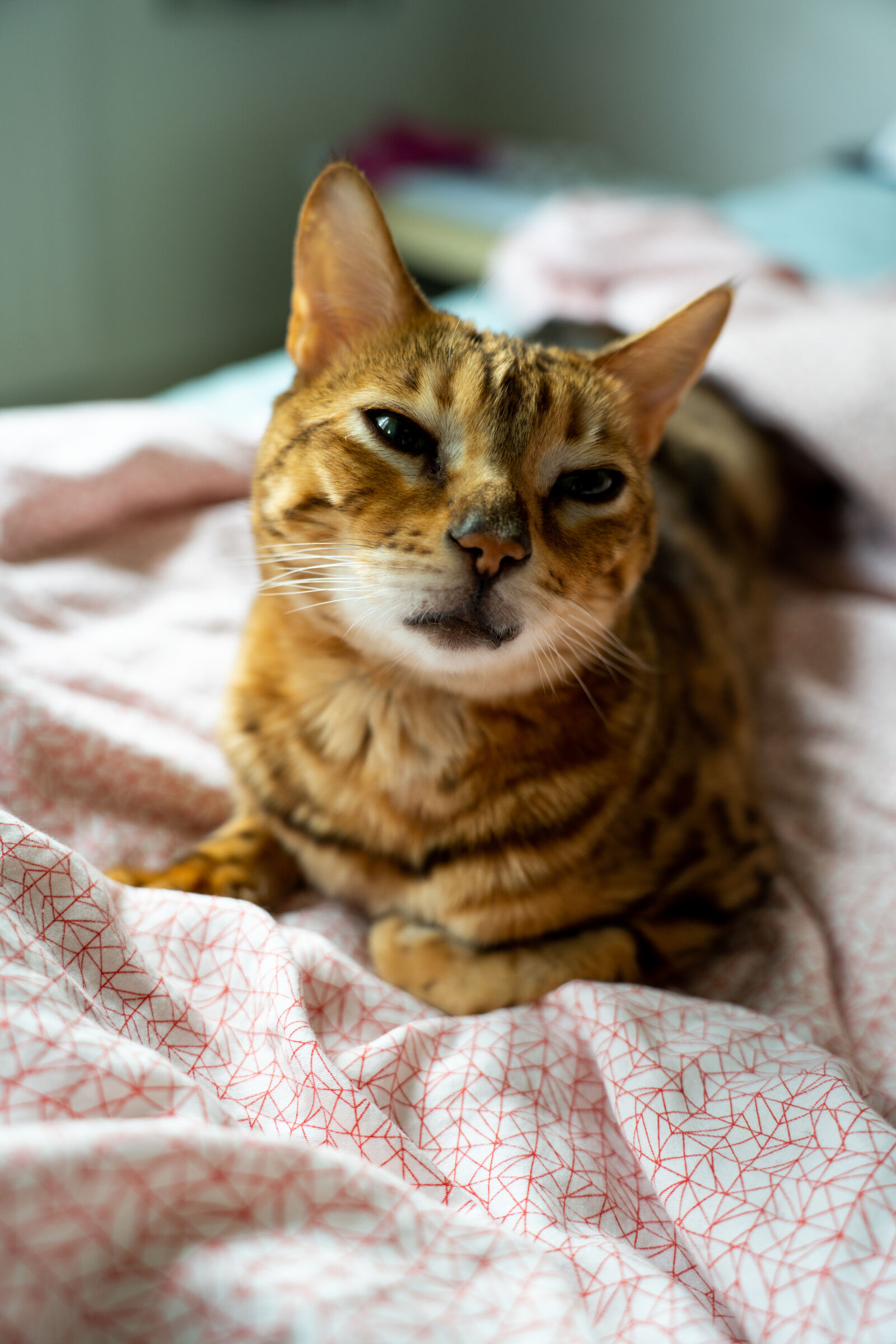 Sony a7R IV + Tamron 28-75mm F2.8 Di III VXD G2 sample photo. The cat analog photography