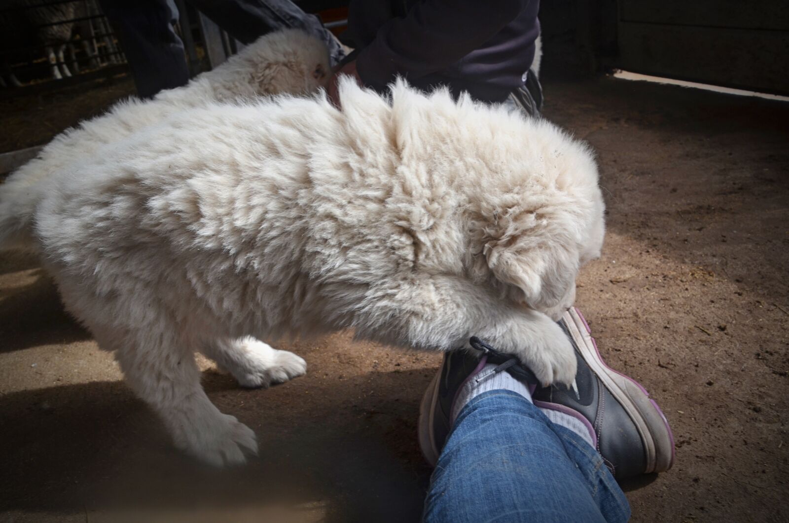 Nikon D5100 sample photo. Puppies, pets, puppy photography