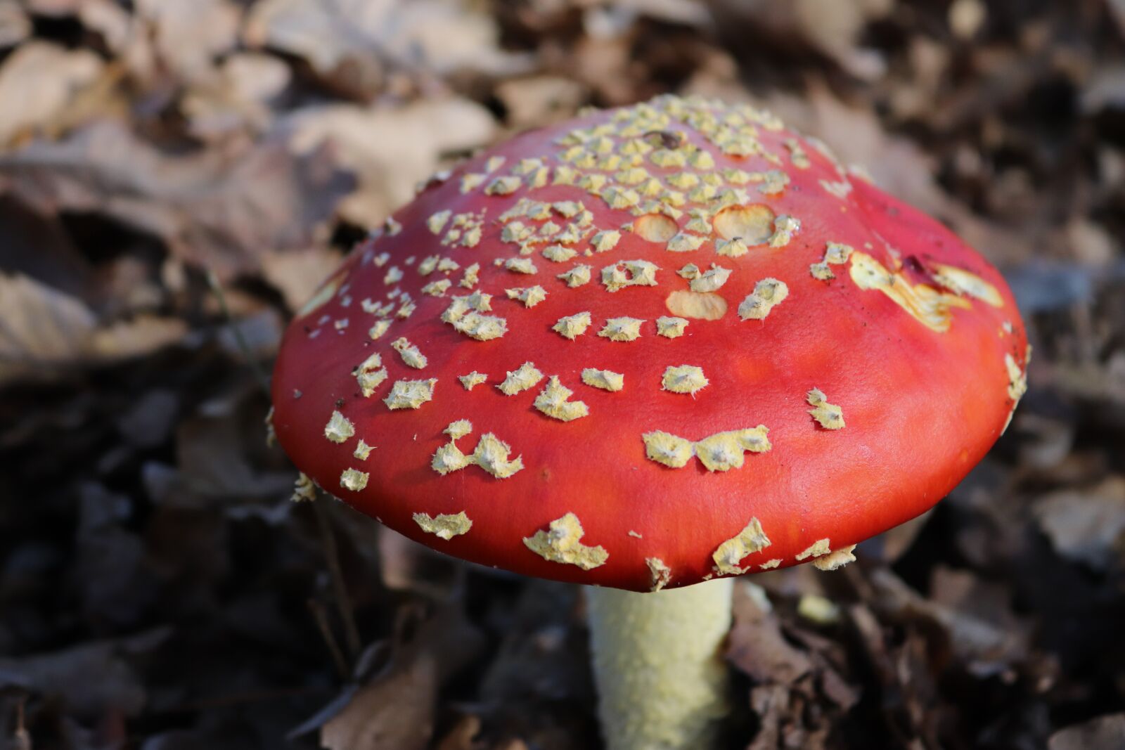 Canon EOS 800D (EOS Rebel T7i / EOS Kiss X9i) sample photo. Fungi, mushroom, forest photography