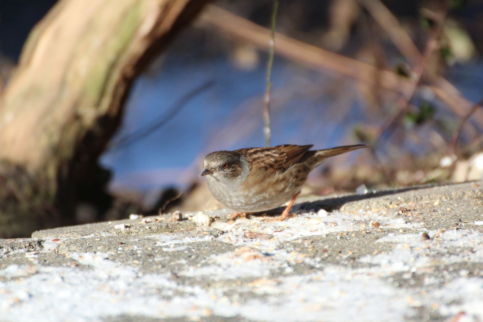 Canon EOS 600D (Rebel EOS T3i / EOS Kiss X5) sample photo. Dunnock, bird, winter photography
