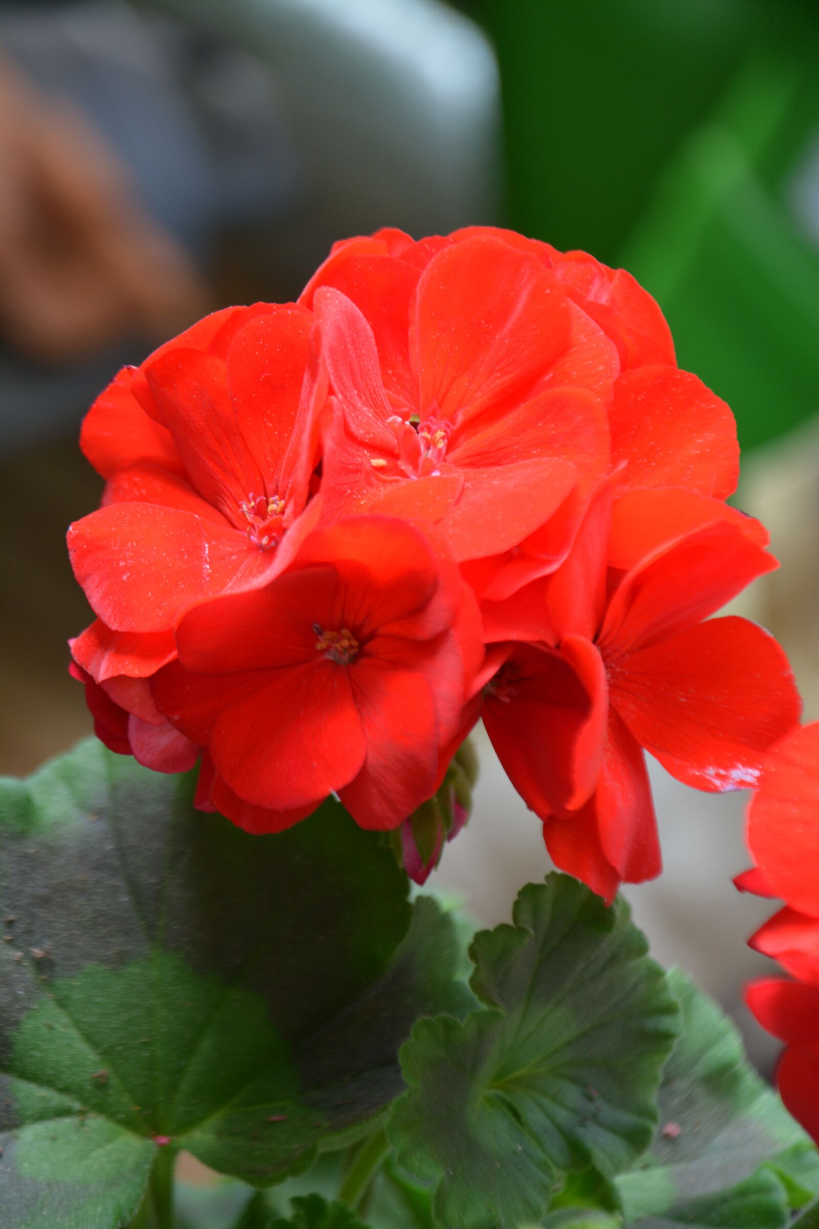 Nikon D7100 sample photo. Flower, flowers, nature photography