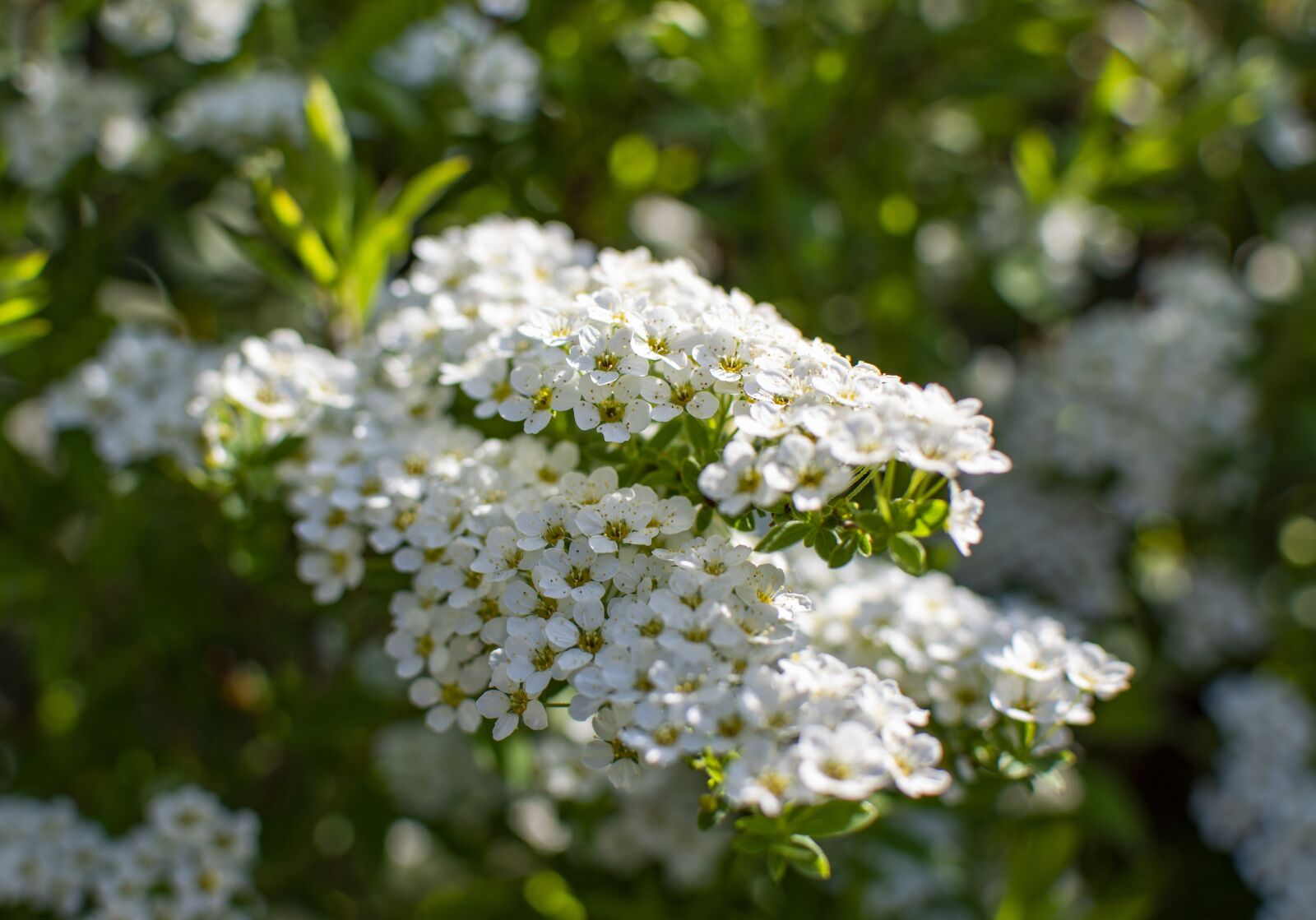 Nikon D5200 sample photo. Spring, flowers, season photography