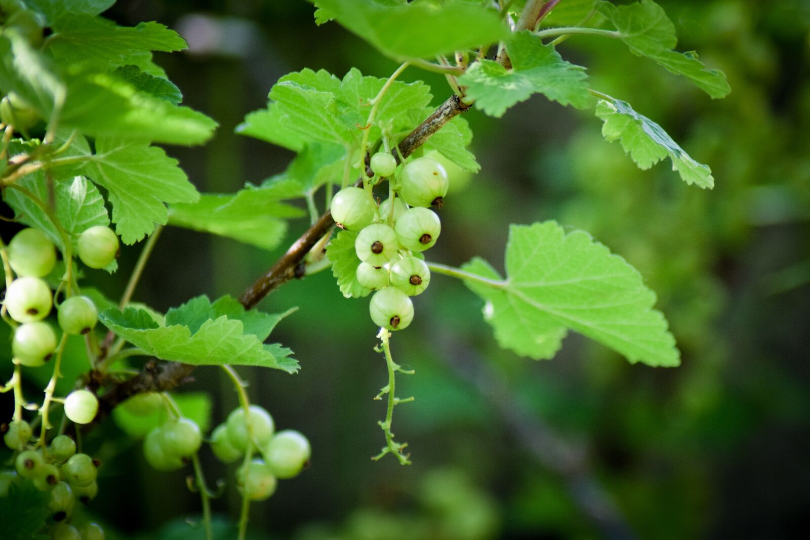 Nikon D5300 sample photo. Currant, green, unripe berries photography