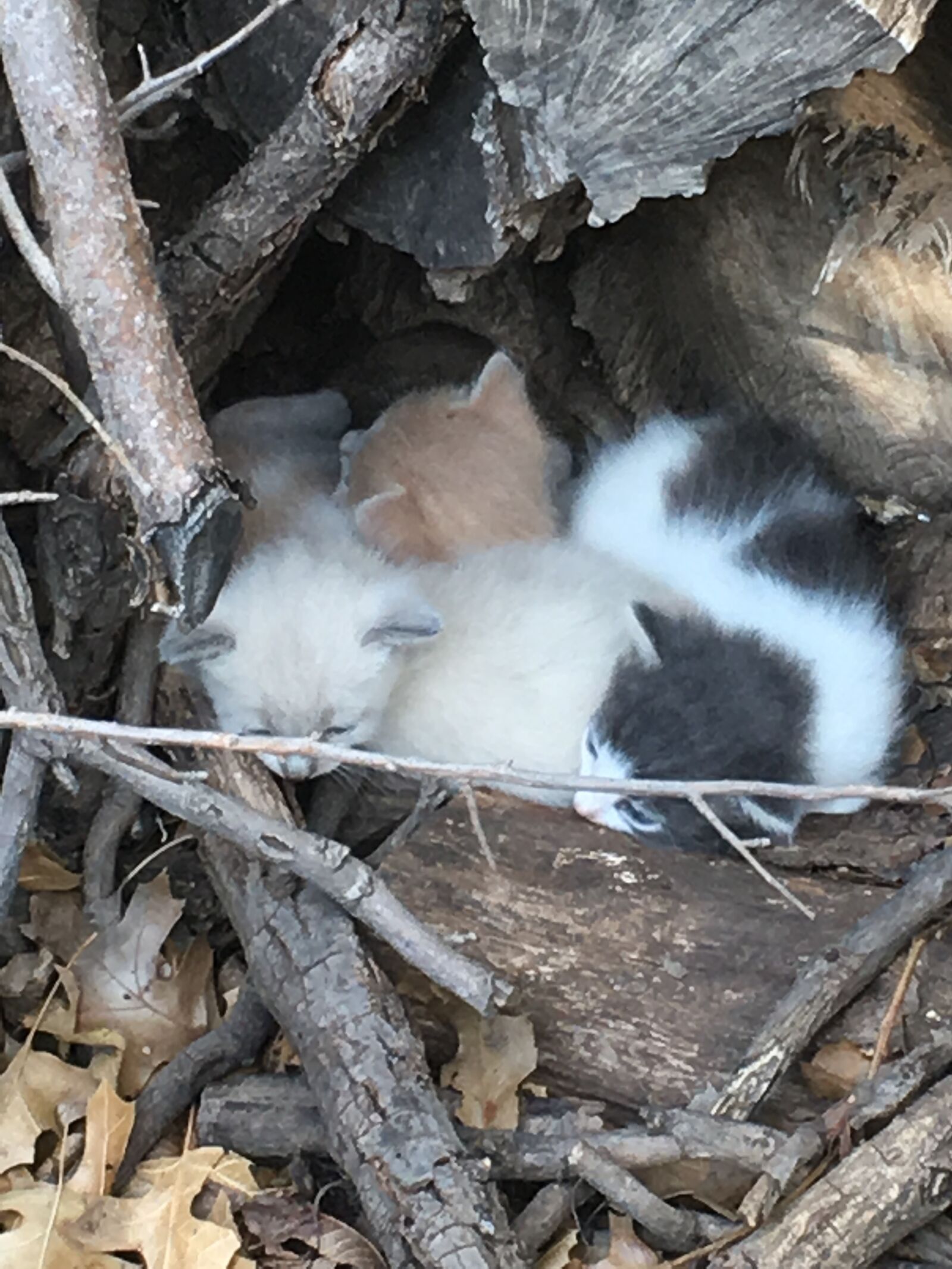 iPhone 6s Plus back camera 4.15mm f/2.2 sample photo. Three, sleeping, kittens photography