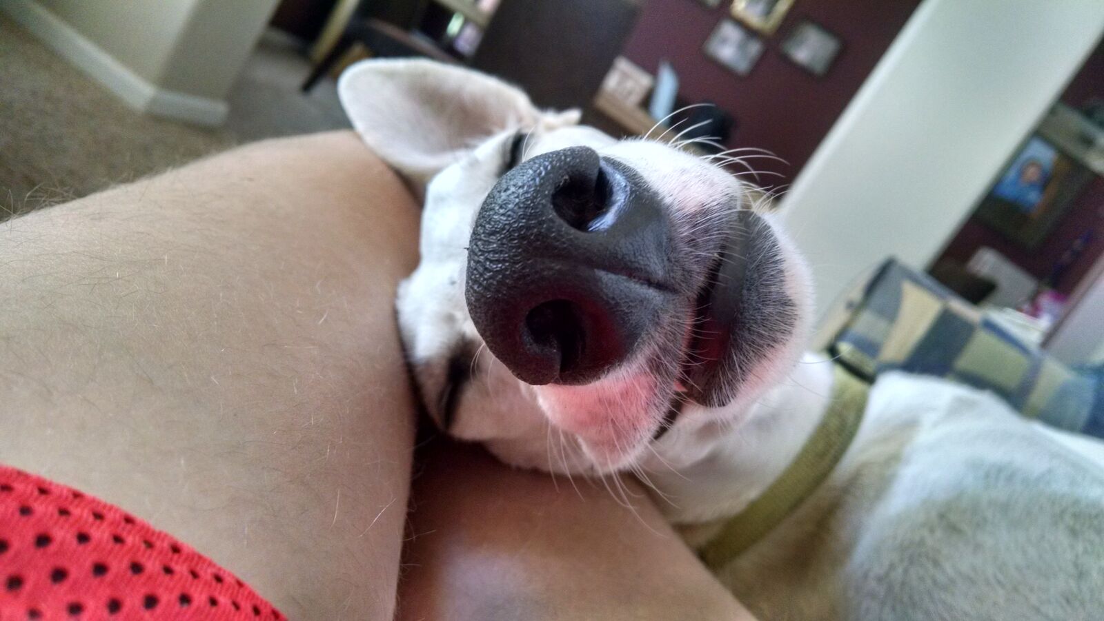 Motorola XT1080 sample photo. Canine, cute, dog, sleeping photography
