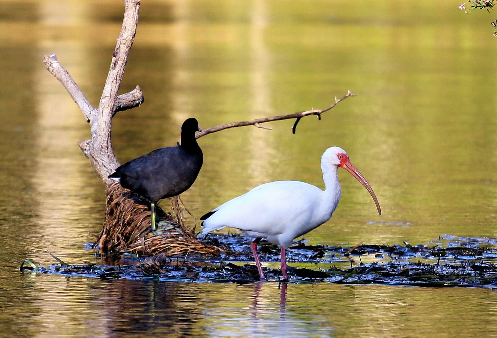 Canon EOS 550D (EOS Rebel T2i / EOS Kiss X4) sample photo. Bird, swamp, ibis photography