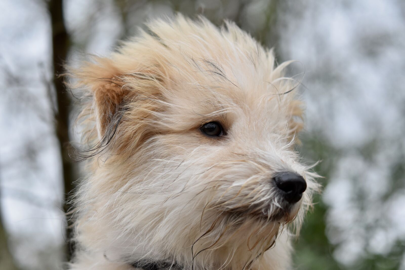 Nikon D5600 sample photo. Dog, pup, dog ouba photography