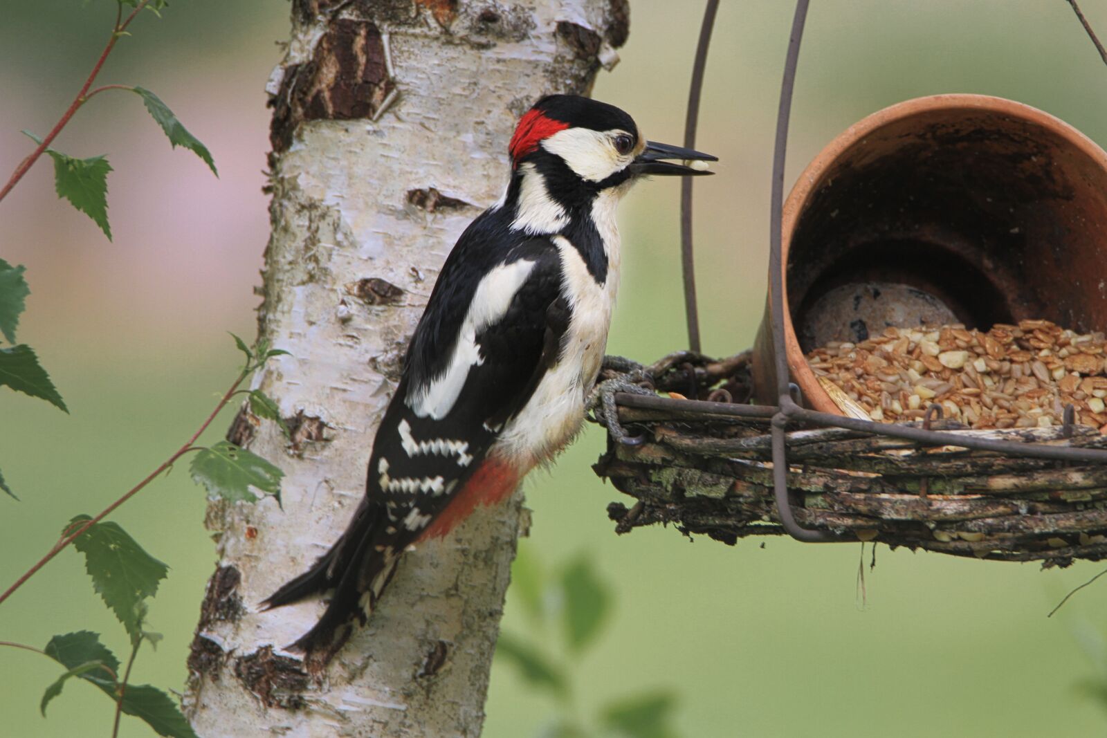 Tamron SP 150-600mm F5-6.3 Di VC USD sample photo. Great spotted woodpecker, male photography