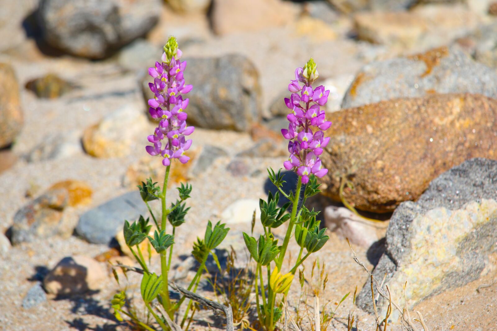 Canon EF-S 55-250mm F4-5.6 IS STM sample photo. Desert, flowers, rocks photography
