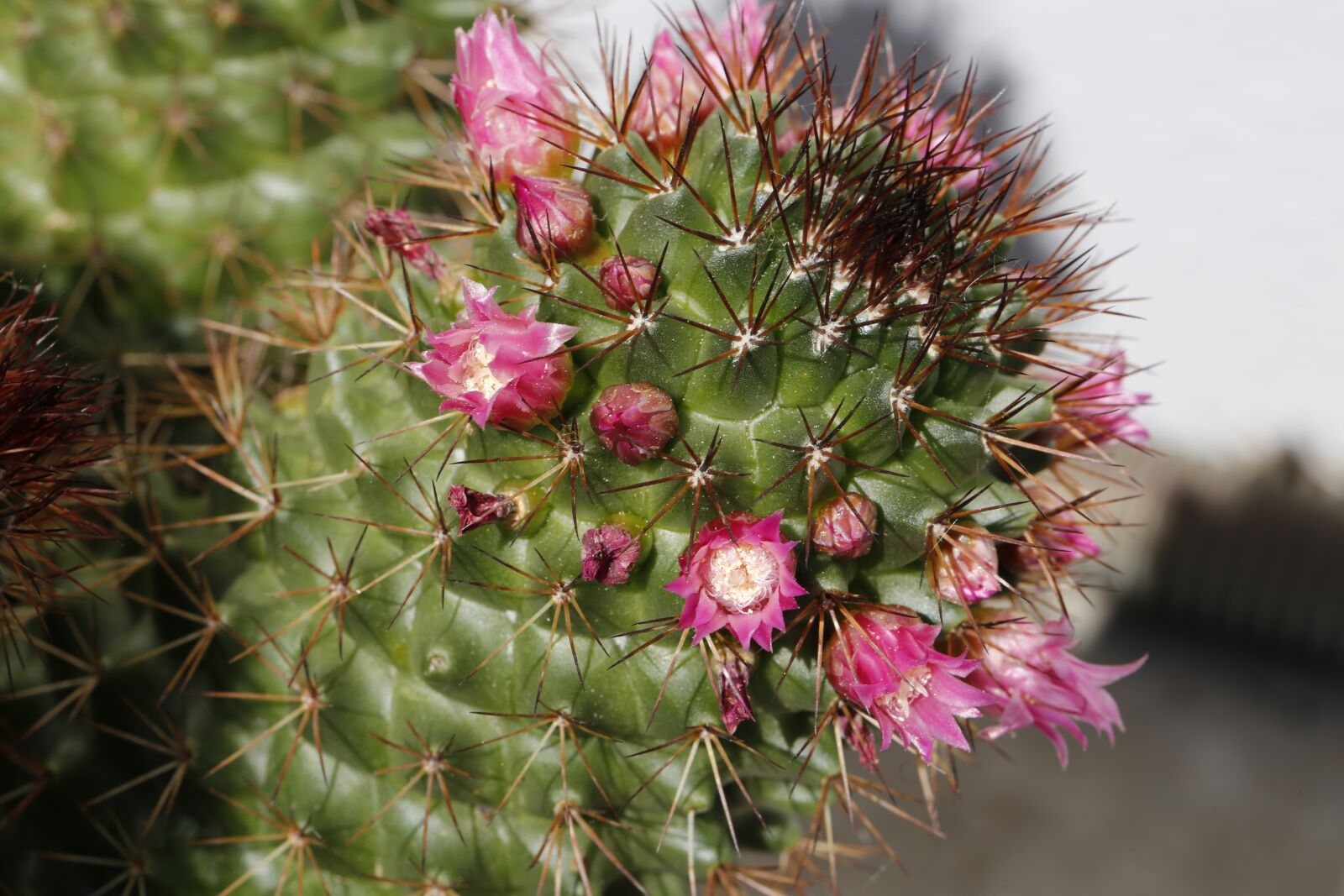 Canon EF 100mm F2.8L Macro IS USM sample photo. Cactus, blossom, bloom photography