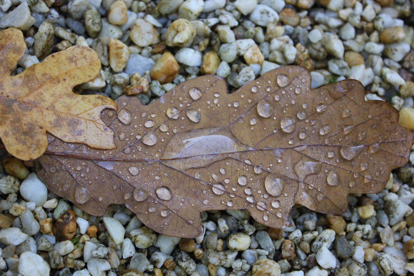 Canon EOS 550D (EOS Rebel T2i / EOS Kiss X4) sample photo. Autumn leaf, leaves, fall photography