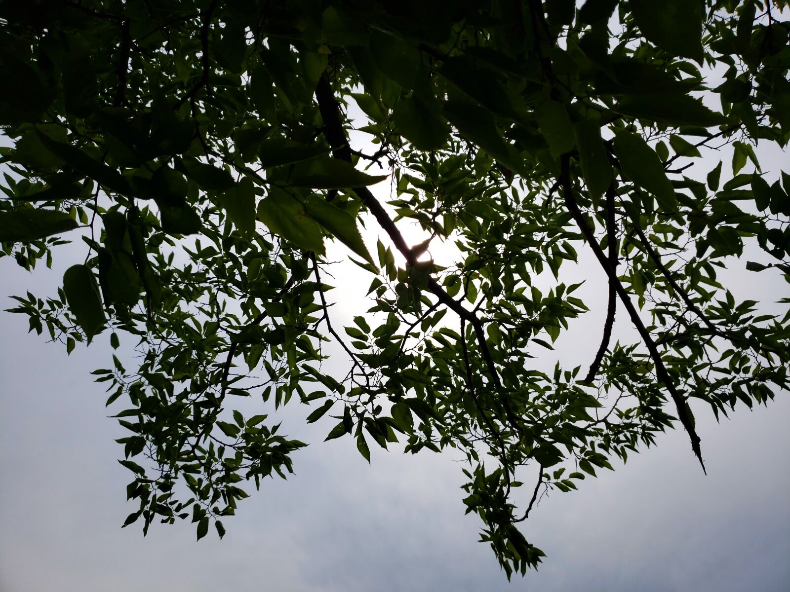 Samsung Galaxy S9+ sample photo. Plant, tree, leaves photography