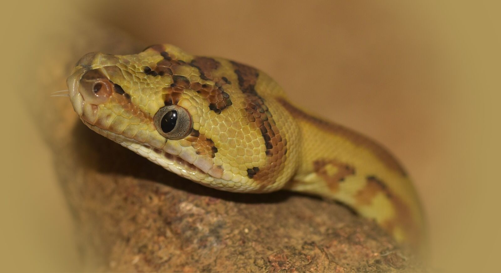 Nikon D750 sample photo. Snake, head, carpet python photography