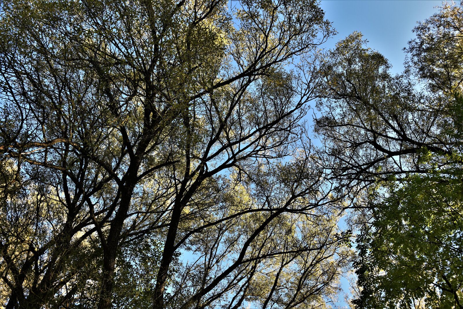 Nikon D750 sample photo. Trees, atmosphere, autumn photography