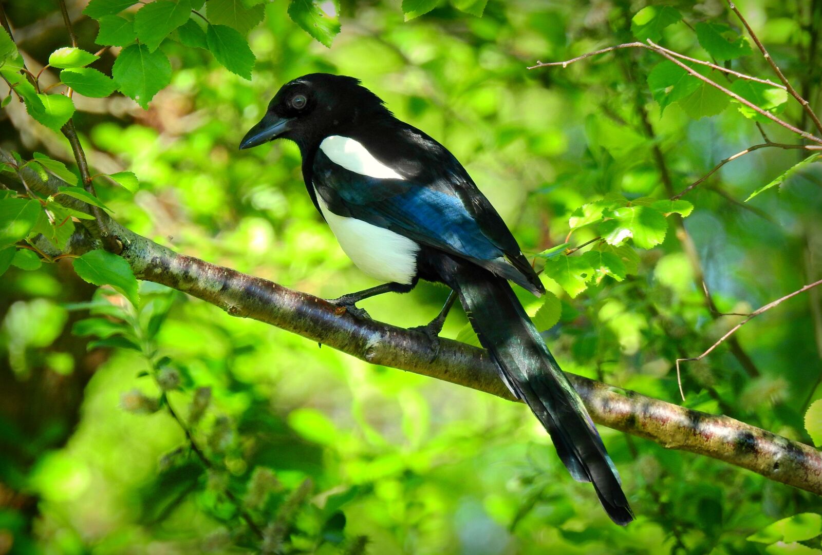 Nikon Coolpix P900 sample photo. Magpie, bird, animal photography