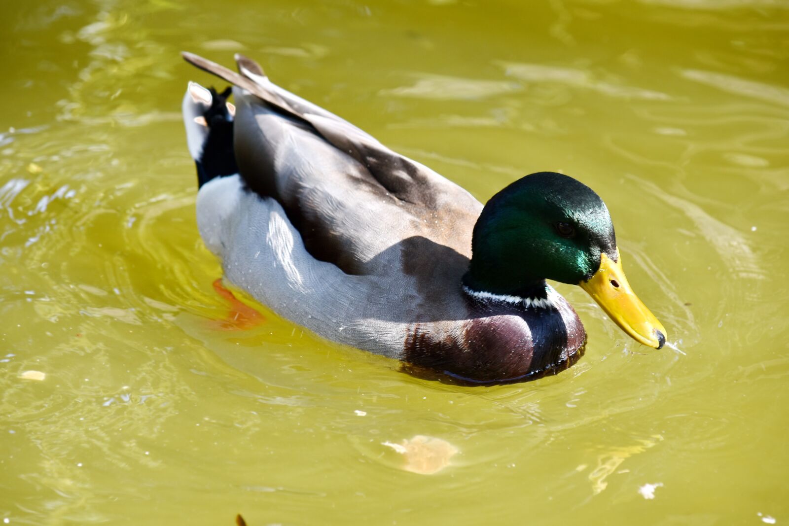 Nikon D5500 sample photo. Mallard, plumage, wildlife, water photography