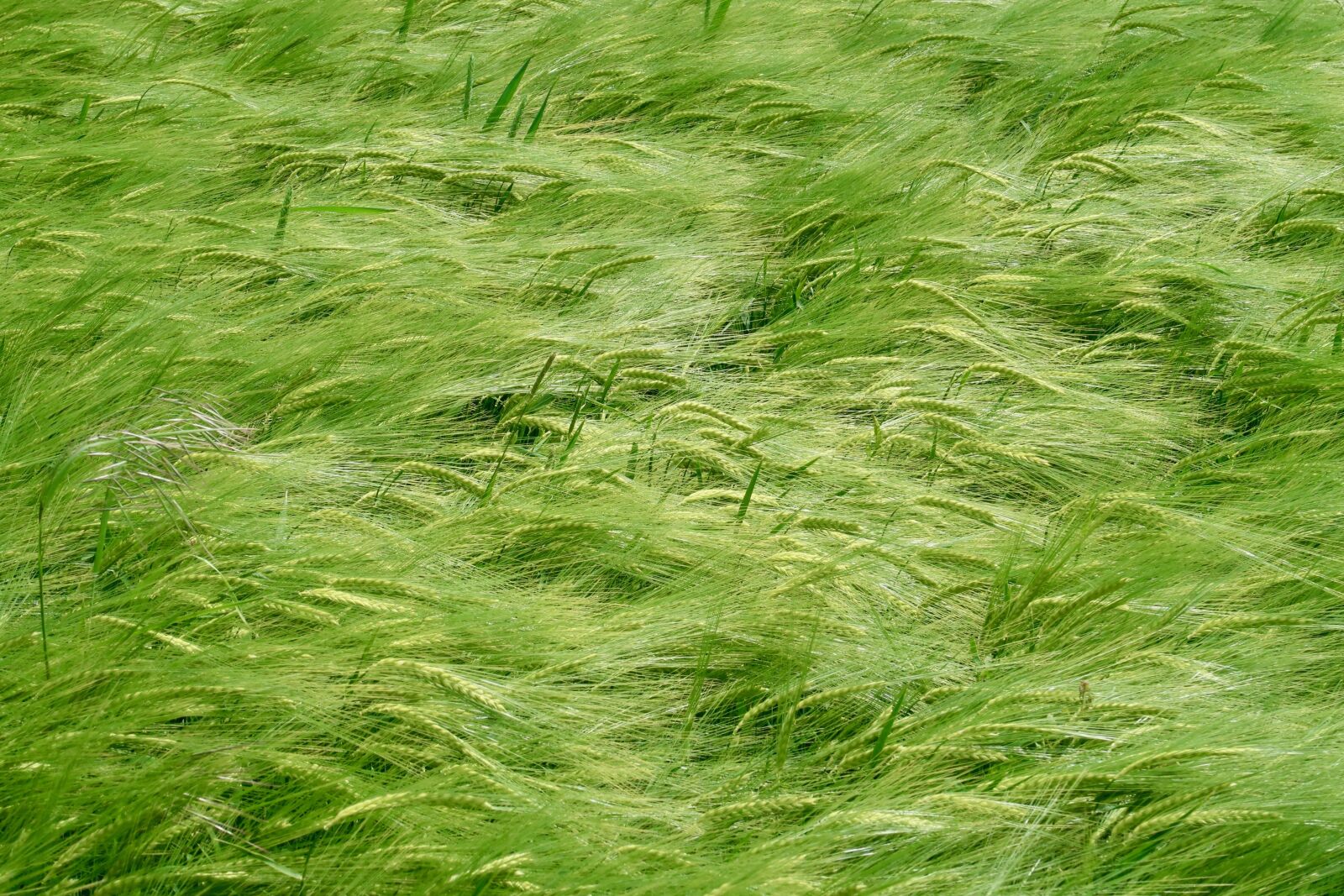 Canon PowerShot G7 X Mark II sample photo. Cereals, spring, spike photography