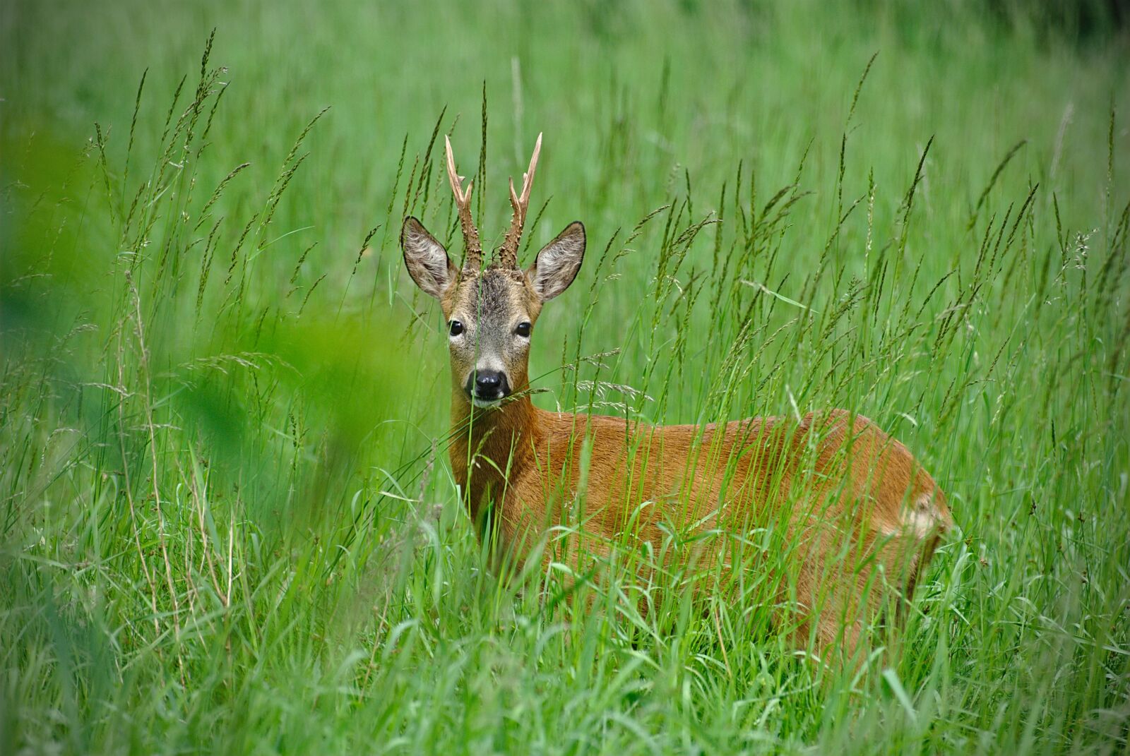 Nikon D80 sample photo. Lawn, nature, animals photography