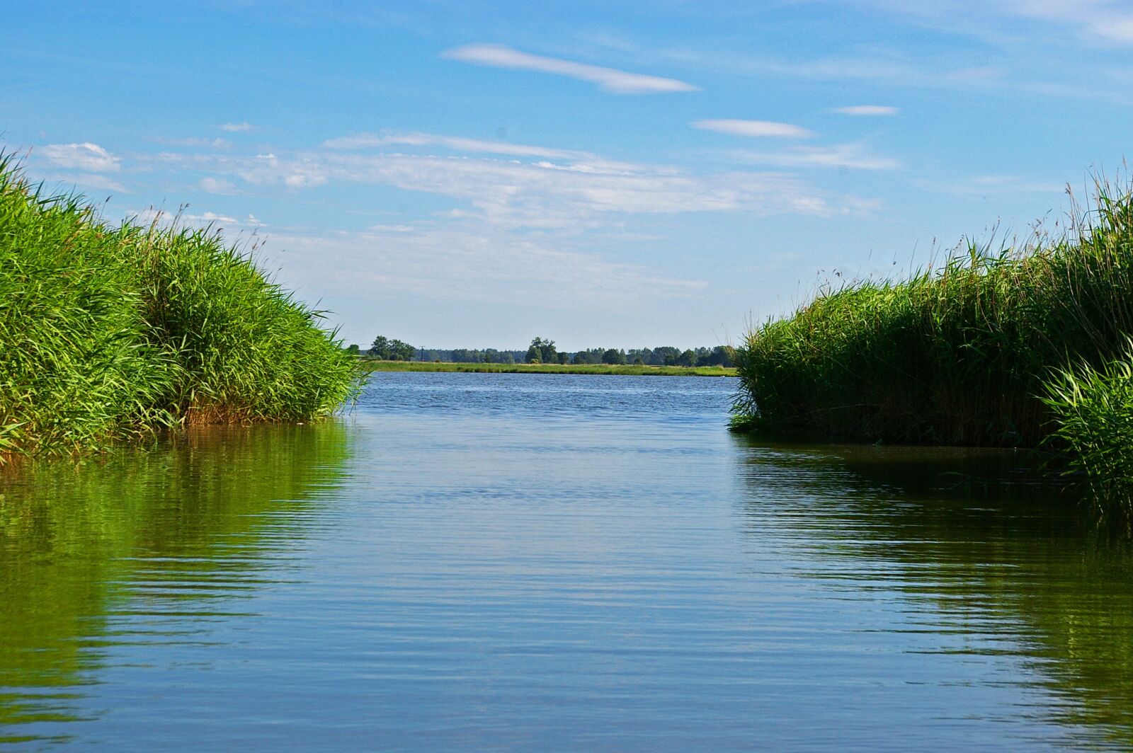 Pentax *ist DL2 sample photo. Reed, reed belt, landscape photography