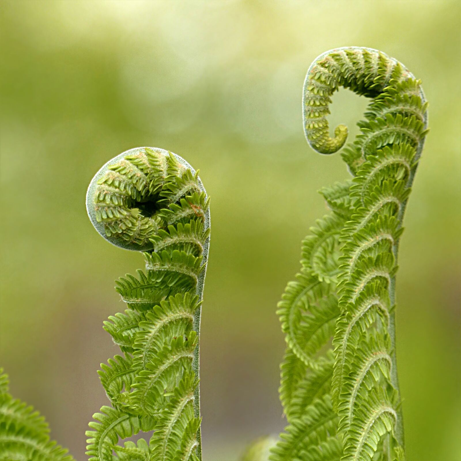 Panasonic Lumix DMC-FZ200 sample photo. Fern, polypodium, plant photography