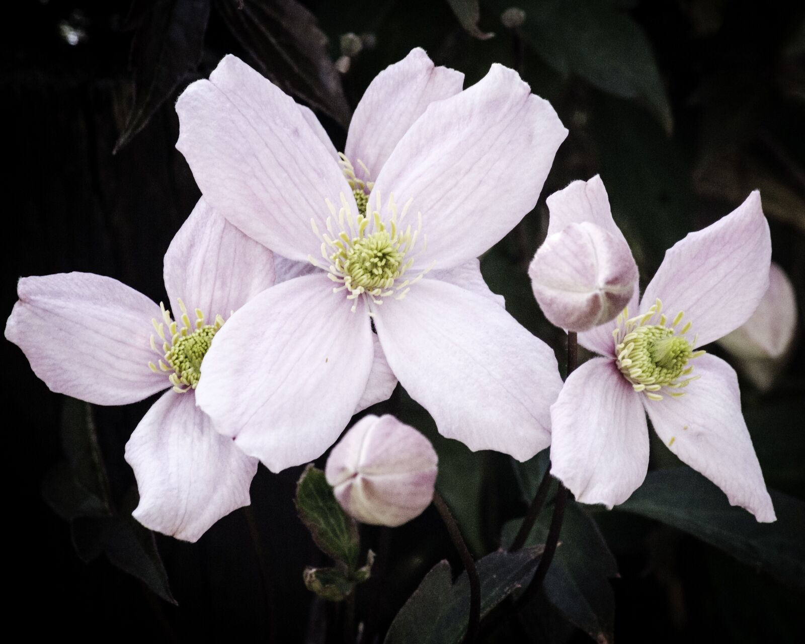 Fujifilm X-T30 sample photo. Clematis, flower, plant photography