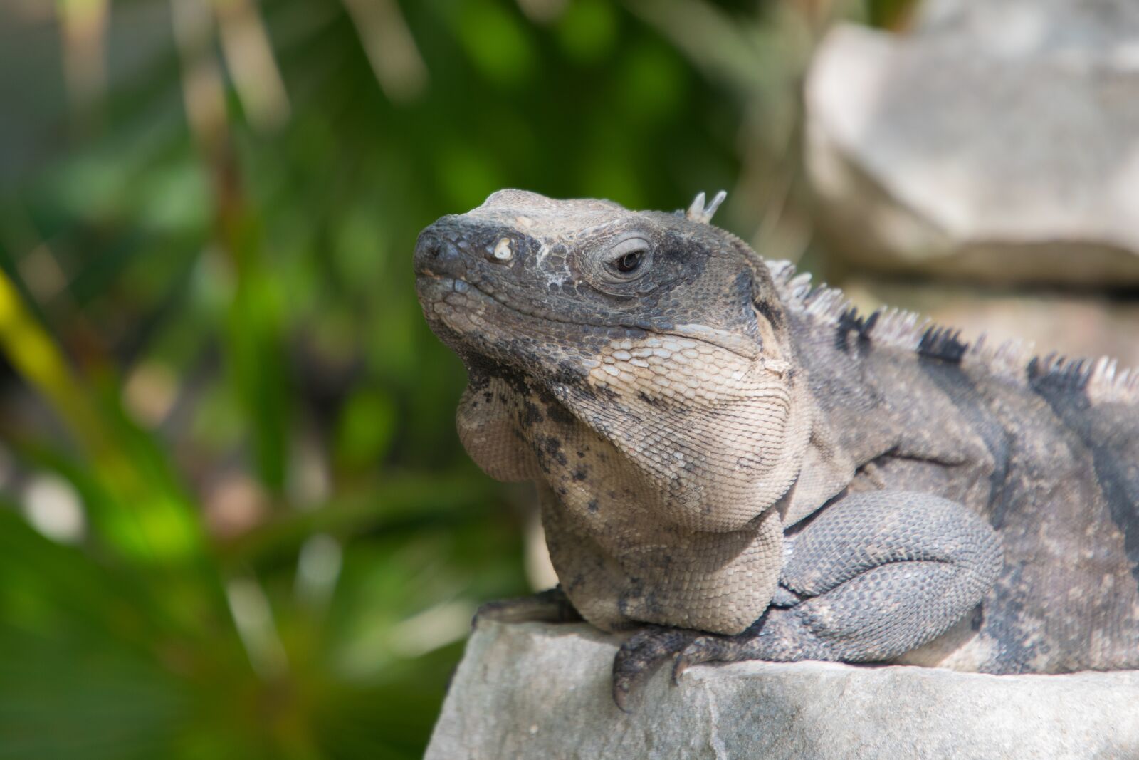 Nikon D5300 sample photo. Caribbean, tulum, iguana photography