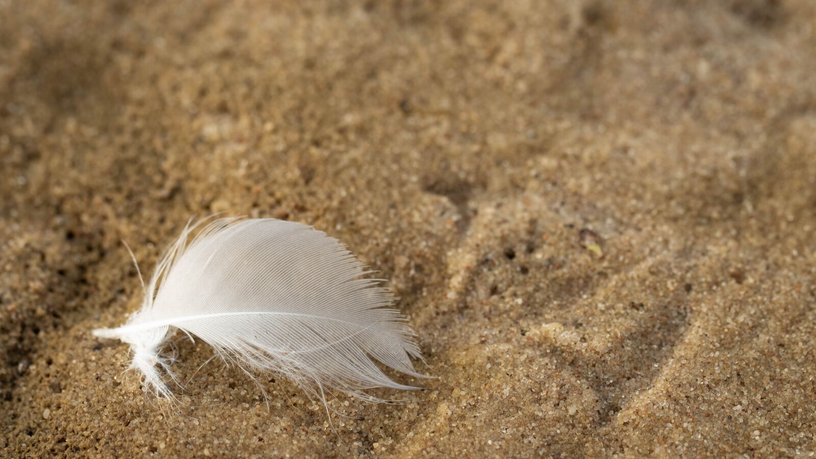 Canon EF 100mm F2.8L Macro IS USM sample photo. Pen, bird, a feather photography