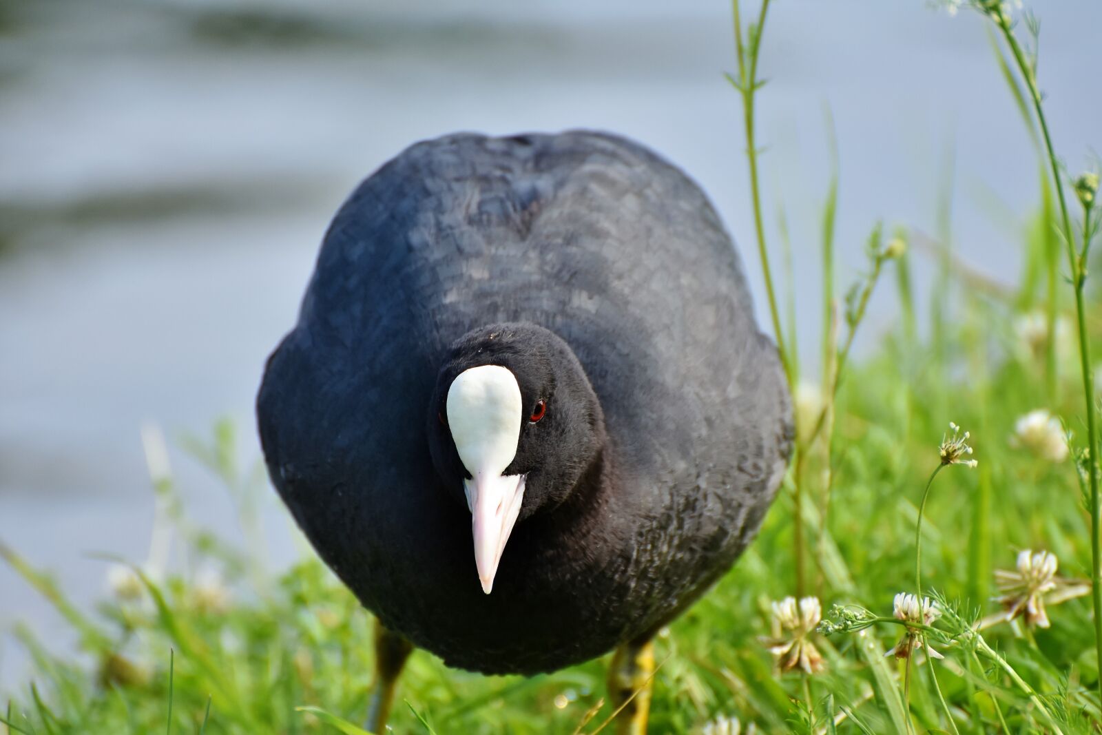 Nikon D7200 sample photo. Coot, duck, water bird photography