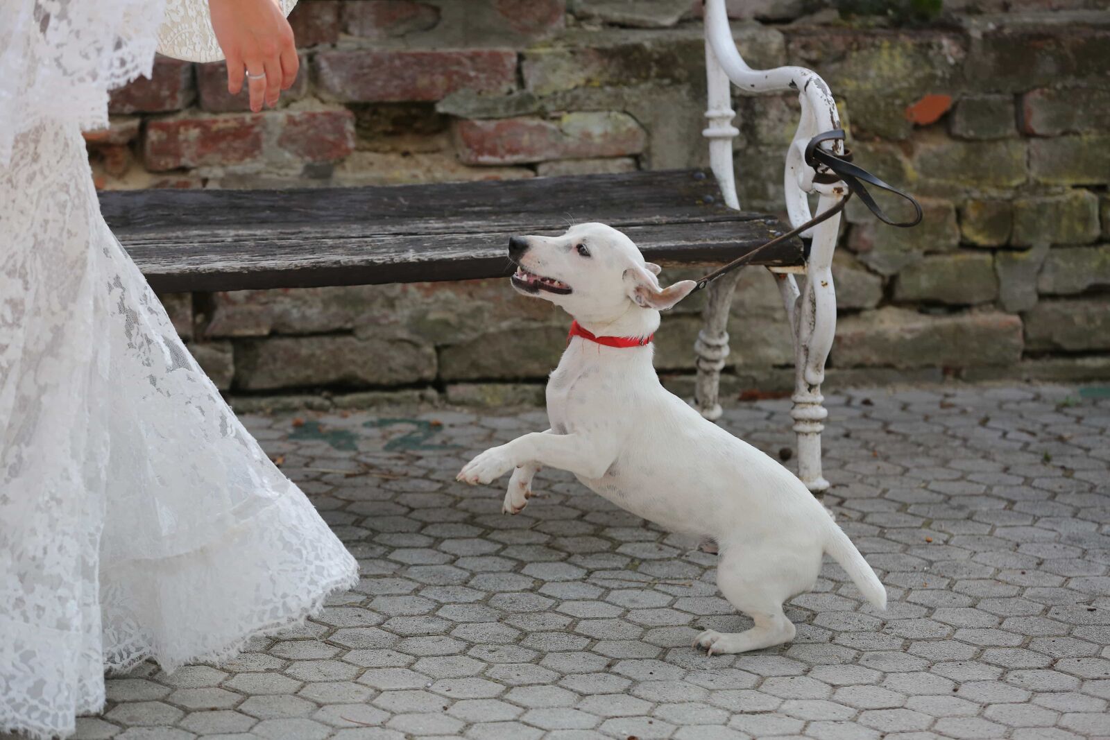 Canon EOS 5D Mark III sample photo. Bride, dog, happiness, jump photography