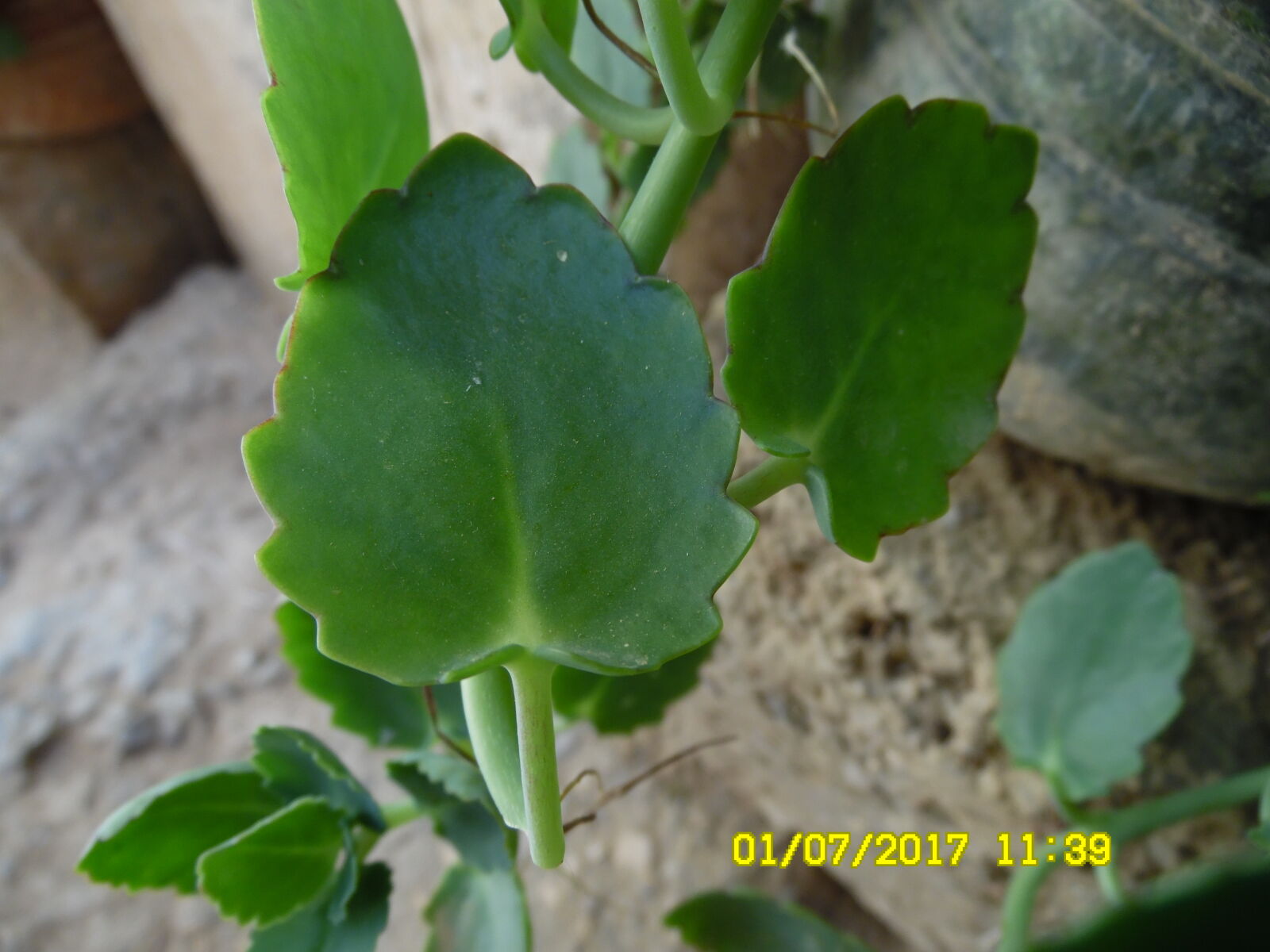 Samsung WB1100F/WB1101F/WB1102F sample photo