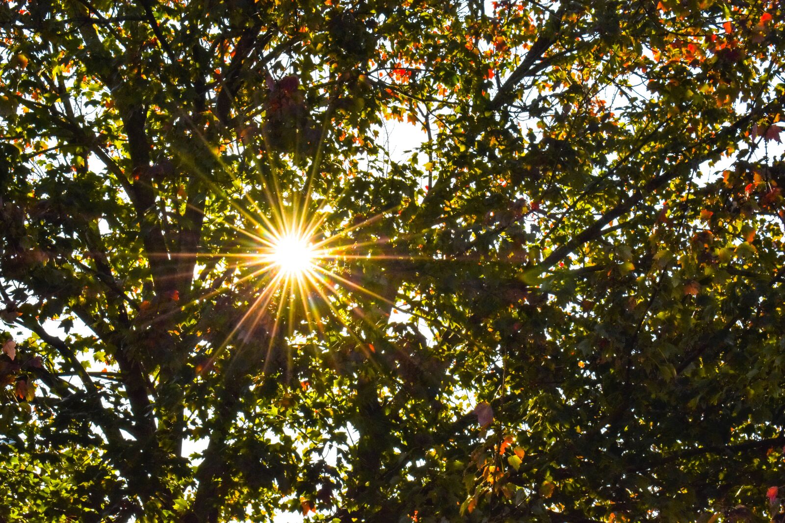 Nikon D3400 sample photo. Fall, nature, grass photography
