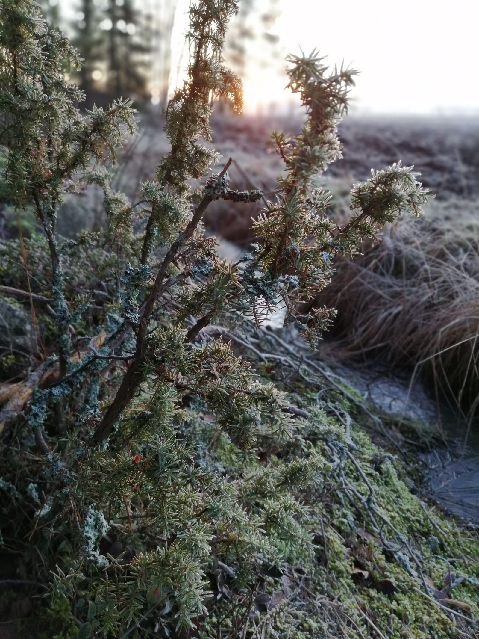 HUAWEI P SMART 2019 sample photo. Ice, frost, winter photography