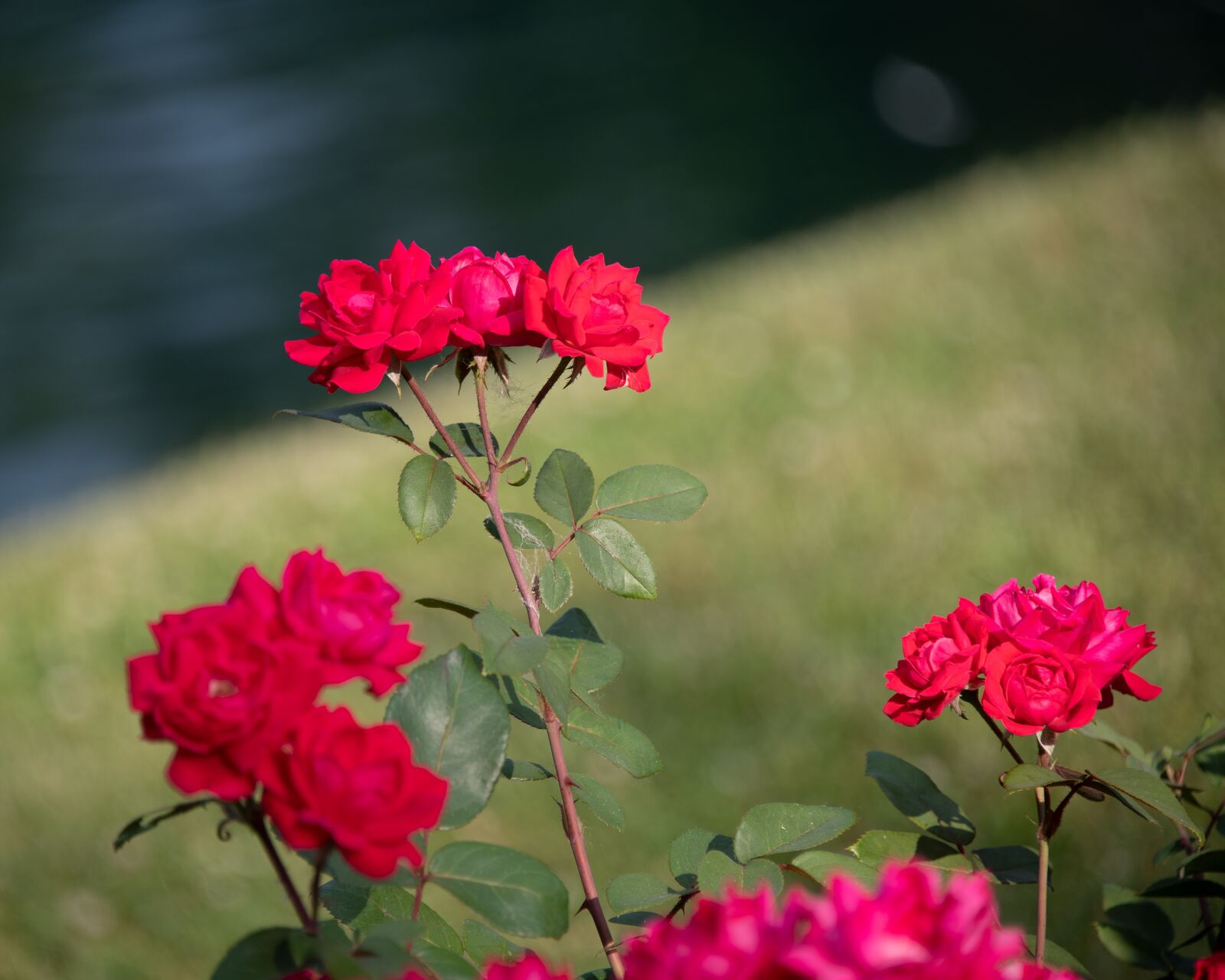 Nikon D850 sample photo. Roses, red roses, red photography