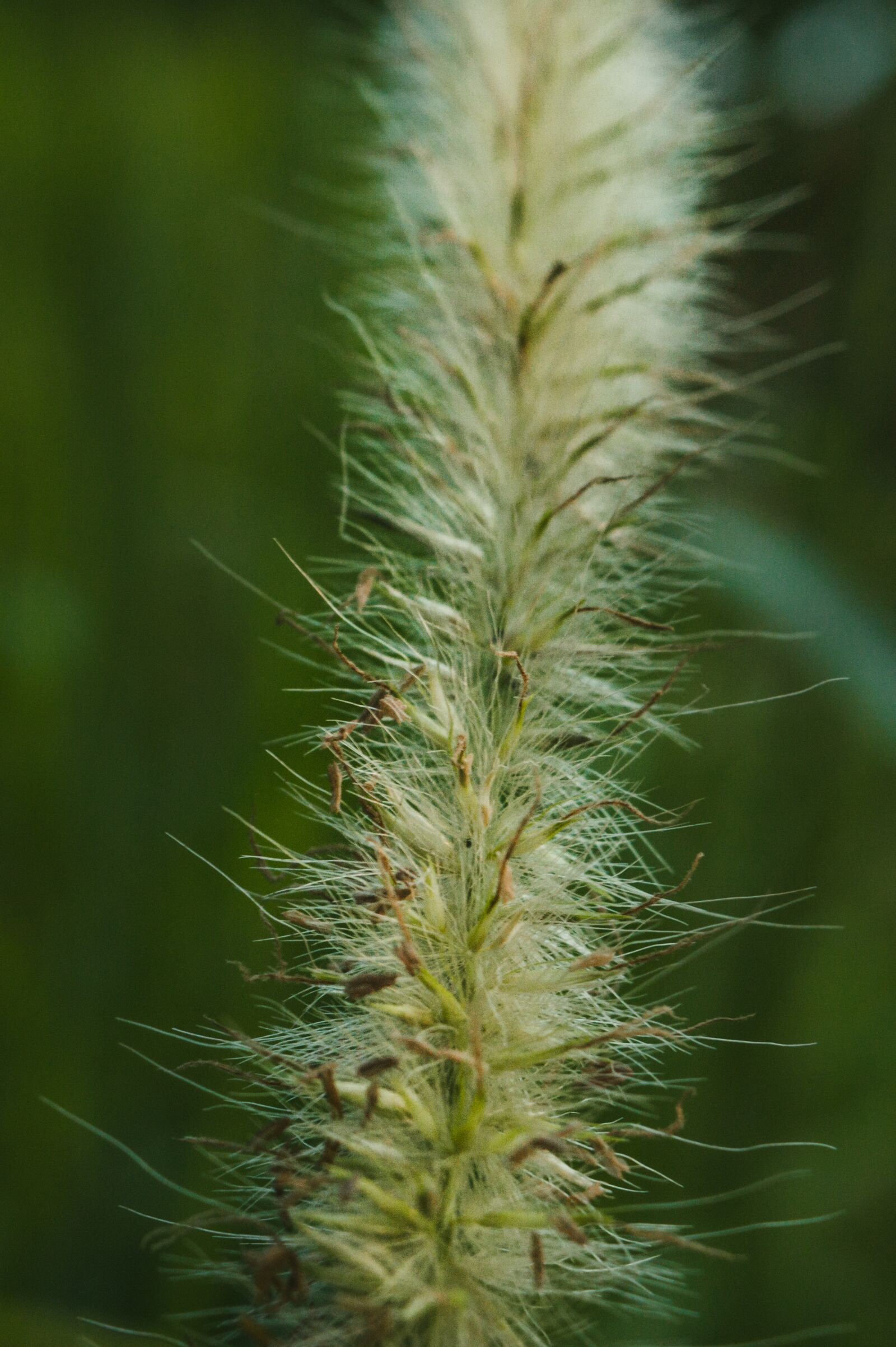 Nikon D3200 sample photo. Nature, flora, grass photography