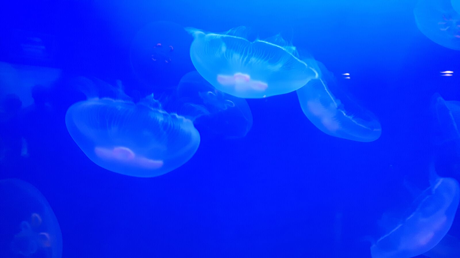 Samsung Galaxy S5 Neo sample photo. Jellyfish, nature, aquarium photography