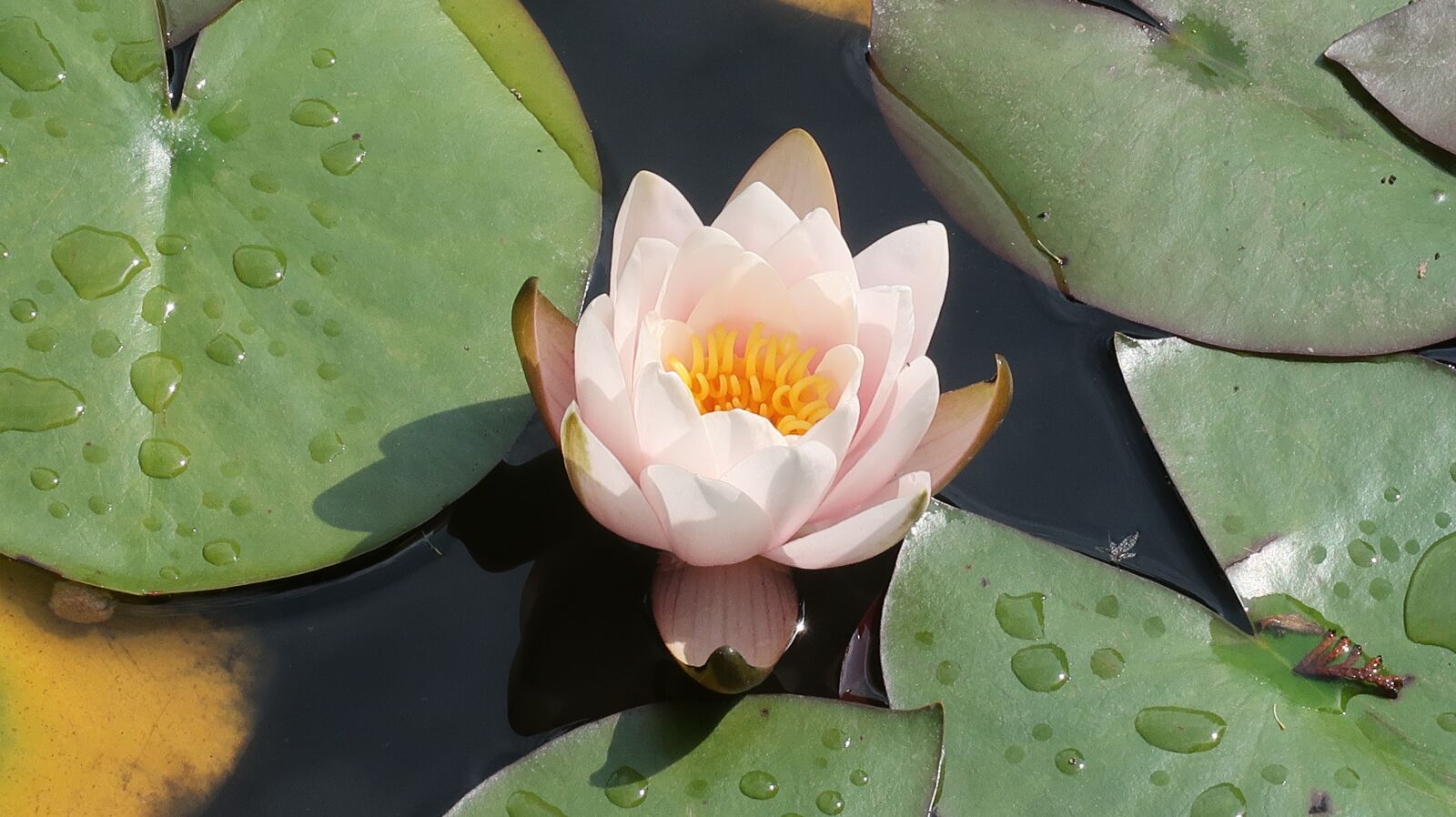 Canon PowerShot G7 X Mark II sample photo. Lotus, water lily, england photography