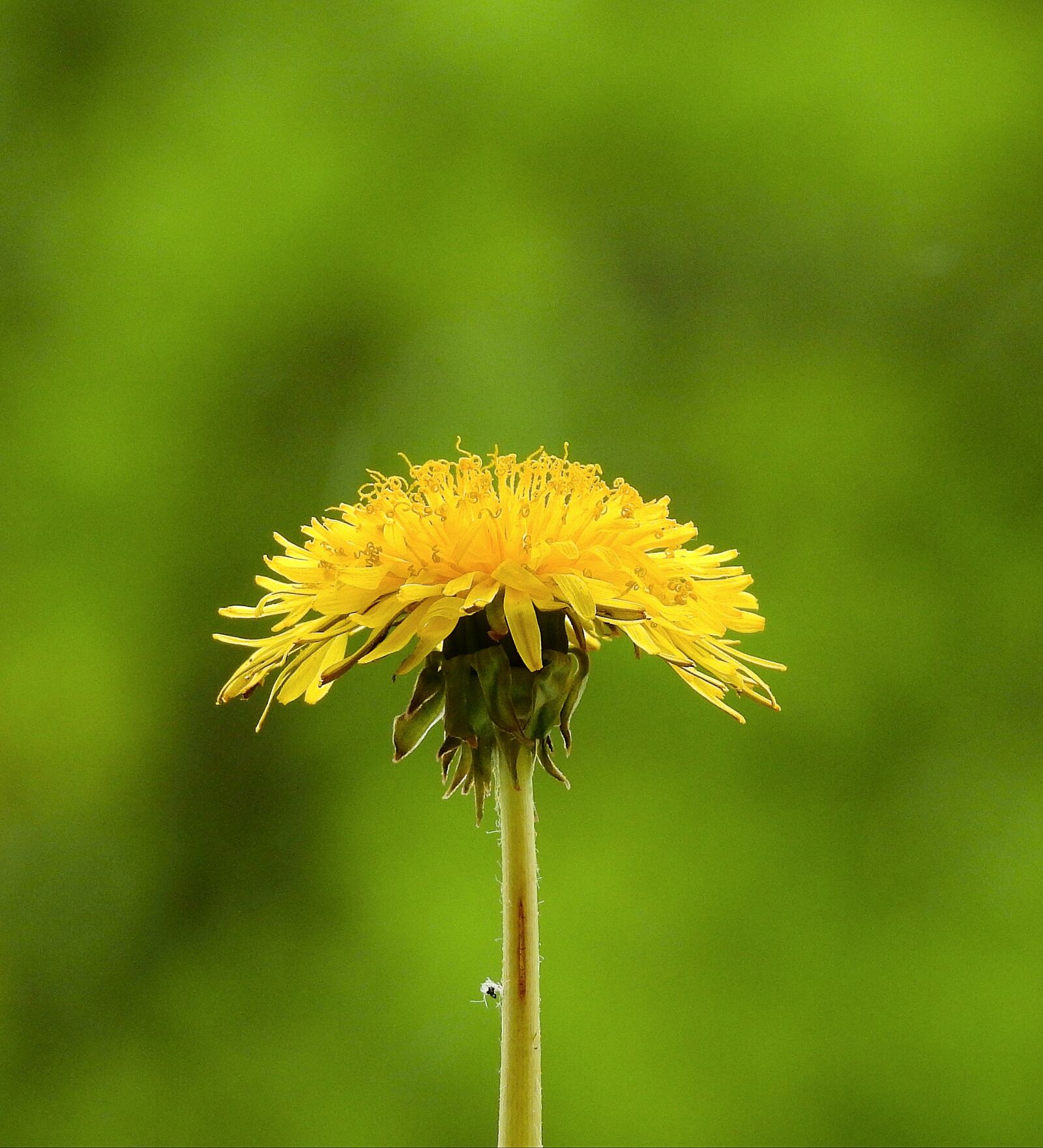 Nikon Coolpix P900 sample photo. Nature, plant photography