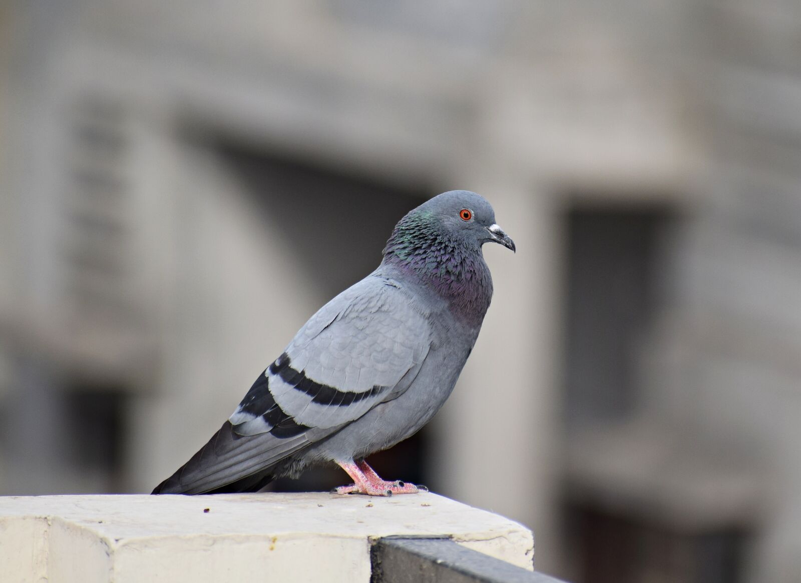 Nikon D3300 sample photo. Pigeon, bird, dove photography