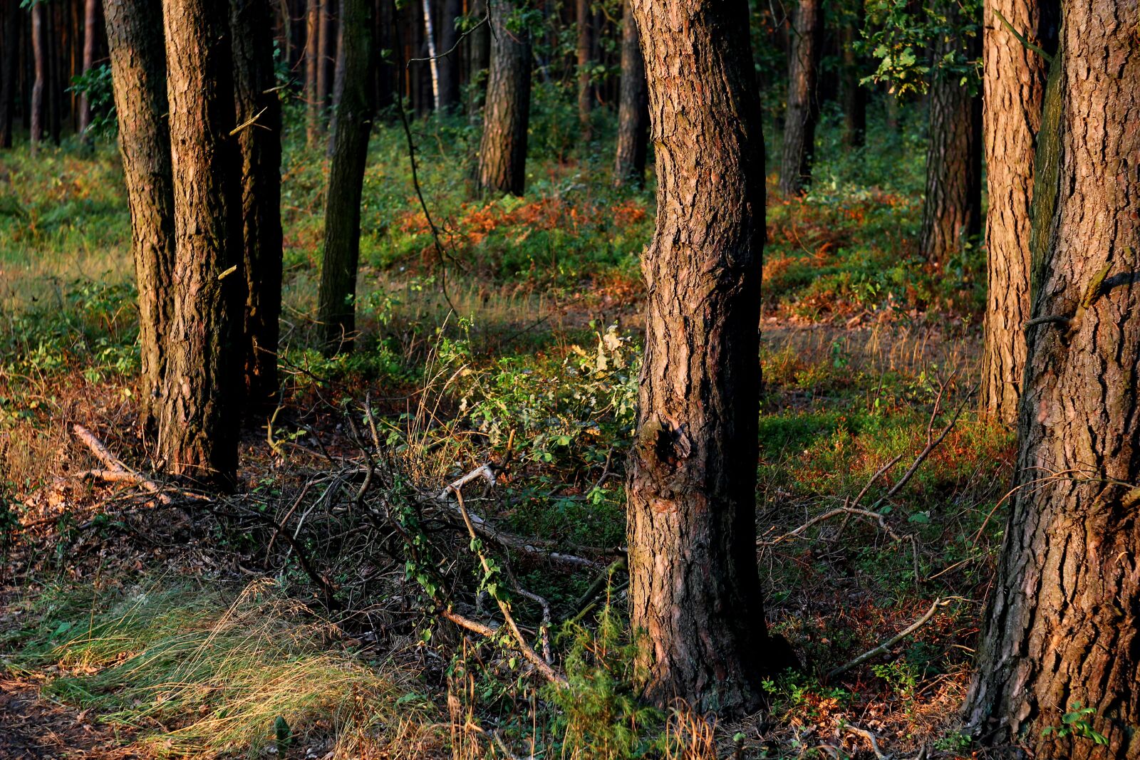 Canon EOS 1200D (EOS Rebel T5 / EOS Kiss X70 / EOS Hi) sample photo. Forest, tree, shrubbery photography
