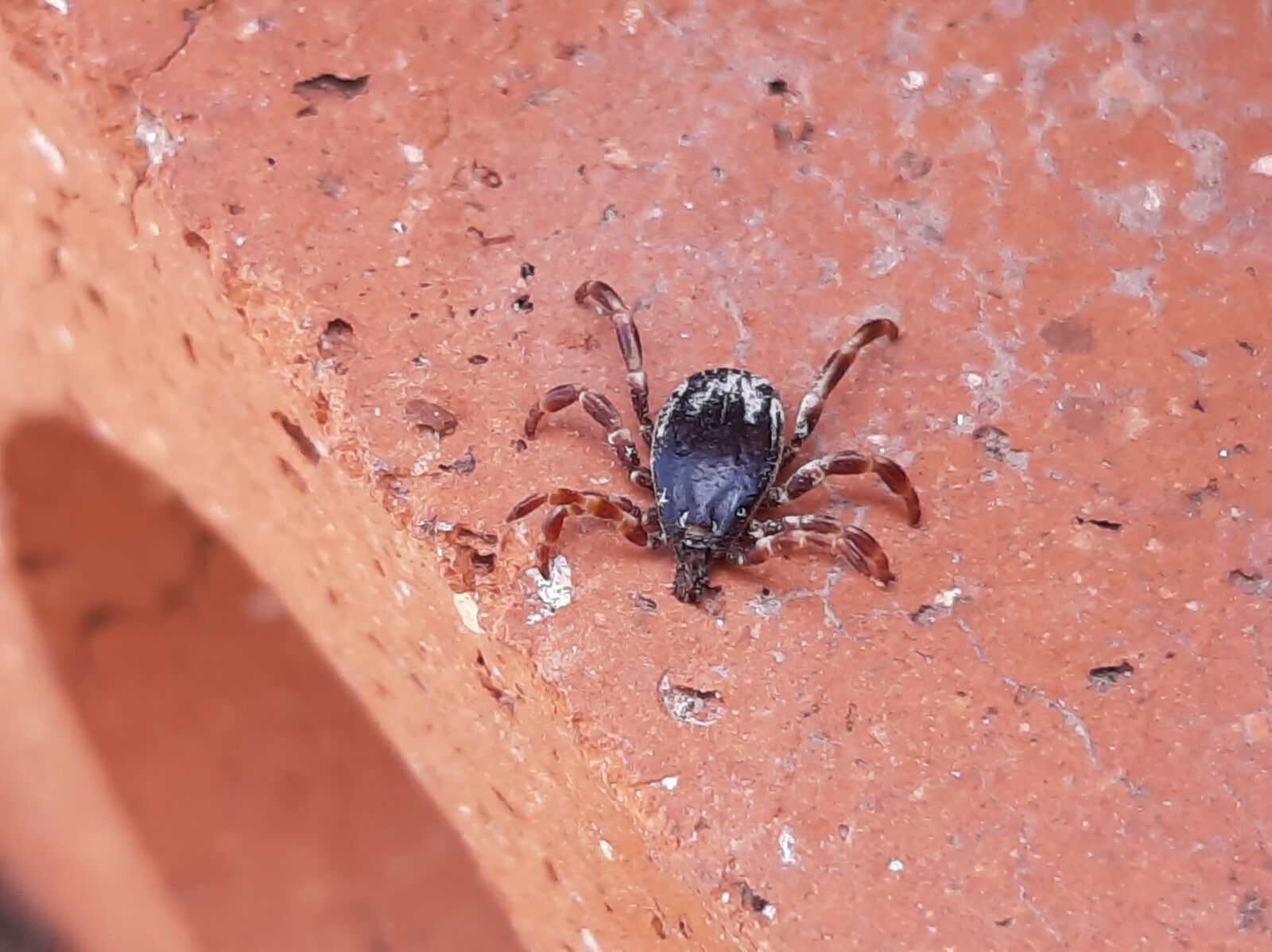 Samsung Galaxy A50 sample photo. Mite, insects, mites photography