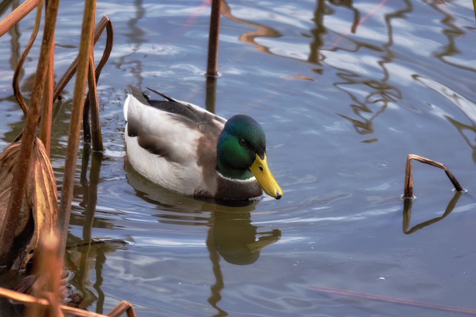 Nikon D7200 sample photo. Animal, pond, bird photography