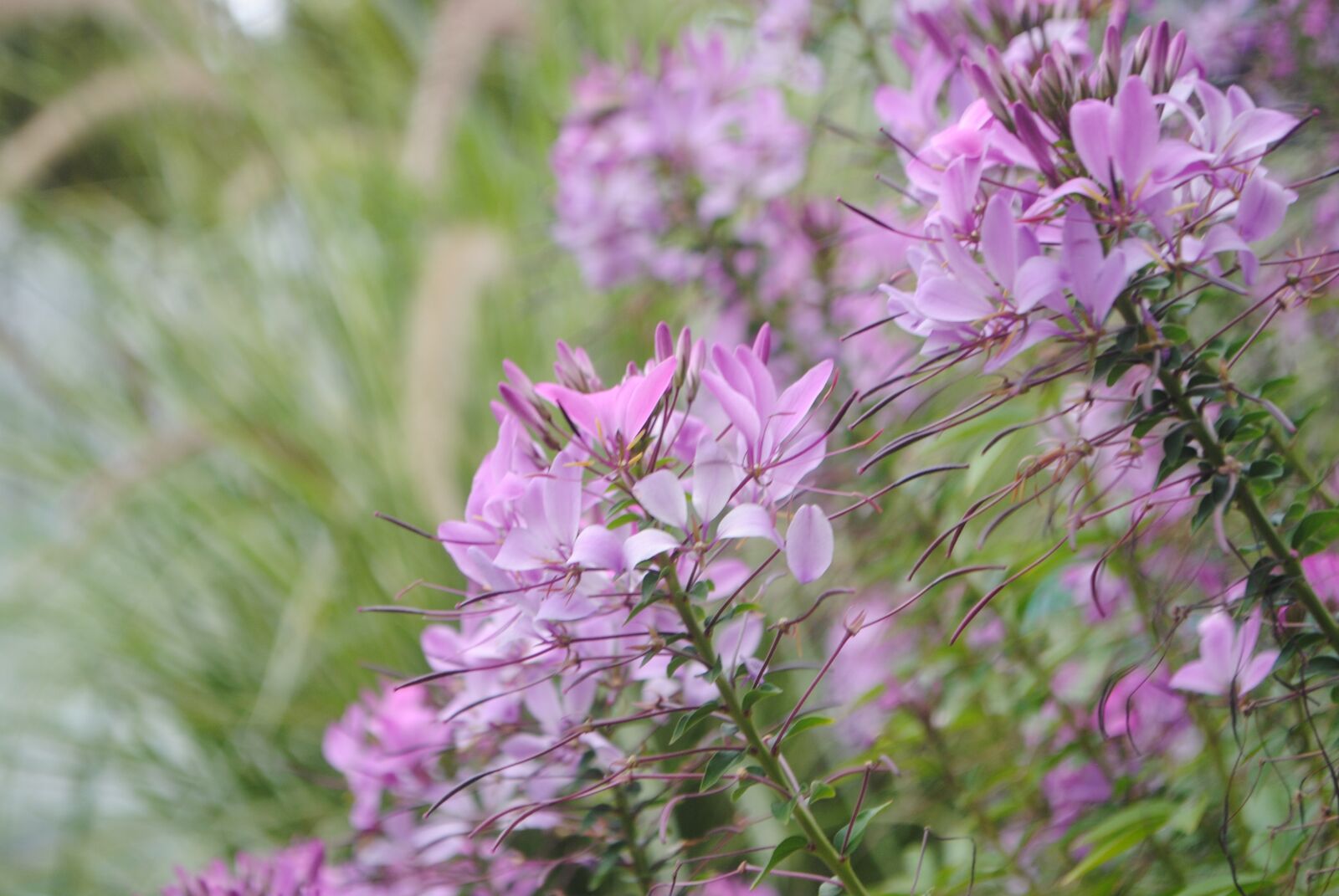 Nikon D3000 sample photo. Flowers, purple, blossom photography