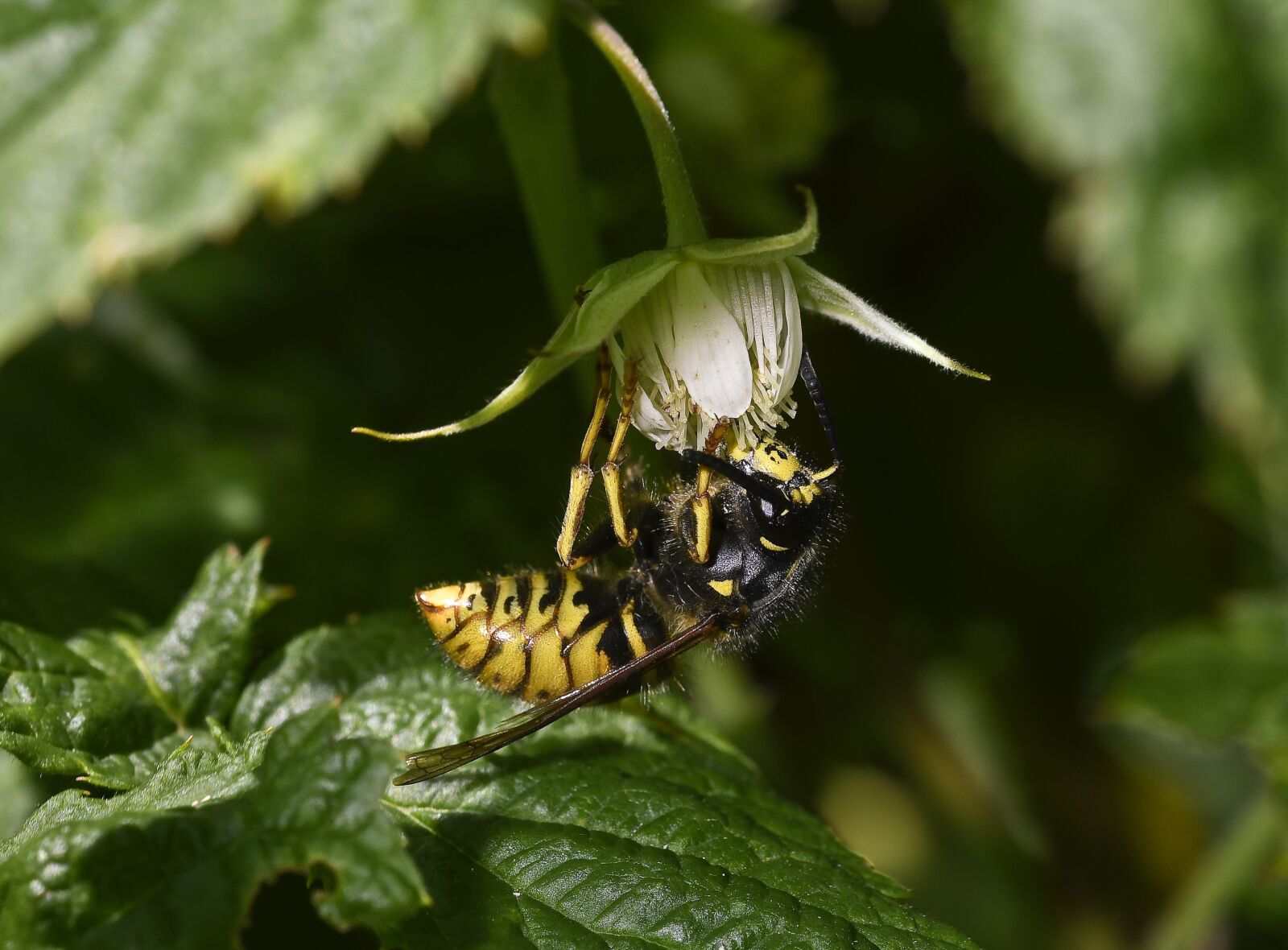 Nikon D500 sample photo. Blackberry, nature, wasp photography