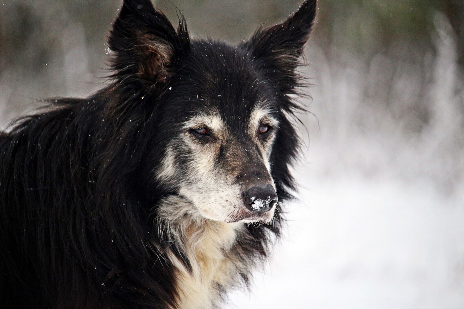 Canon EOS 100D (EOS Rebel SL1 / EOS Kiss X7) sample photo. Dog, winter, snow photography