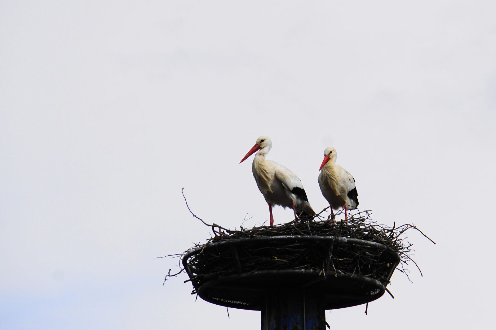 Sony E 18-200mm F3.5-6.3 OSS LE sample photo. Stork, rattle stork, animal photography